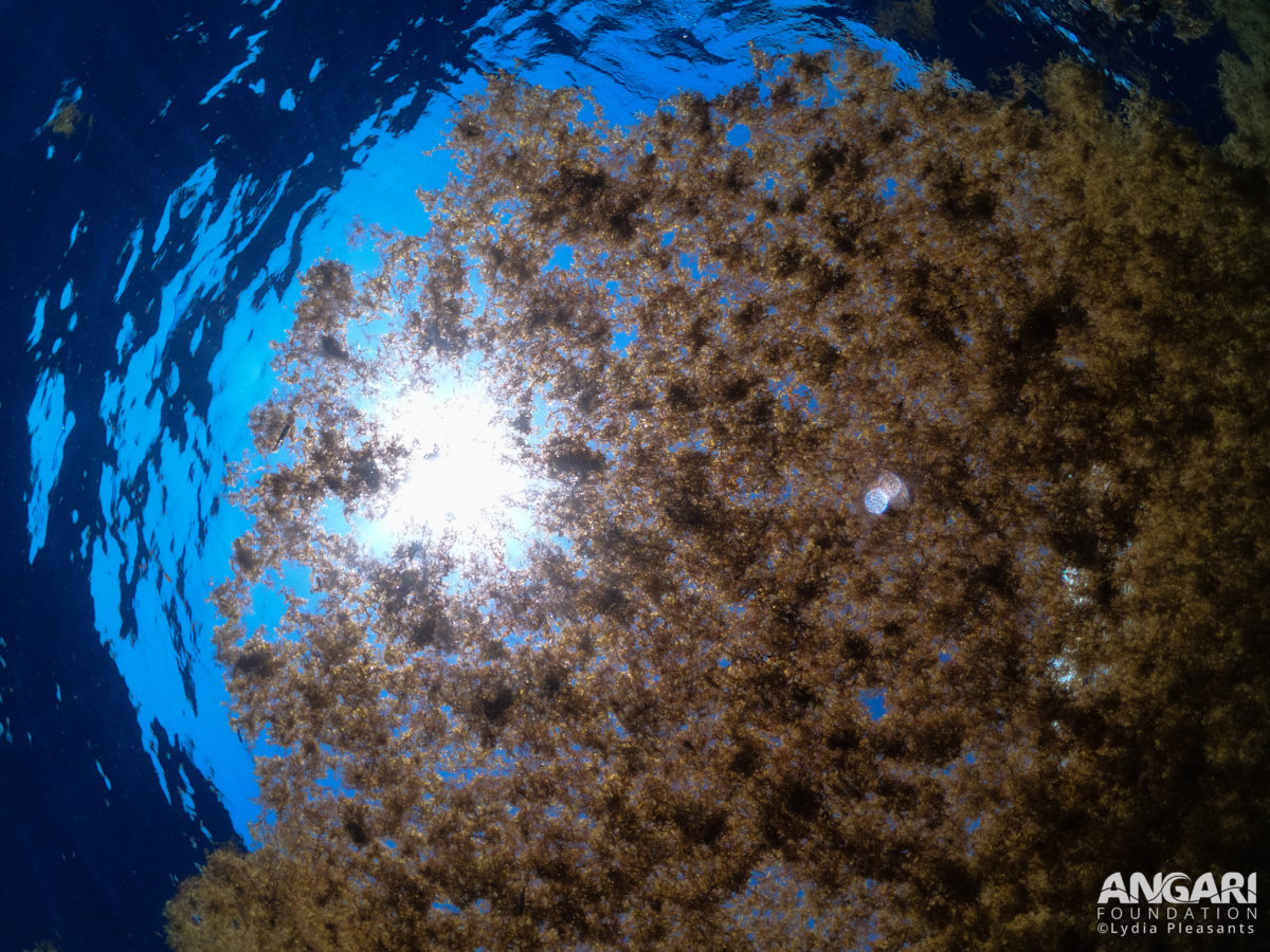 #ANGARIDeepDive - Sargassum mat