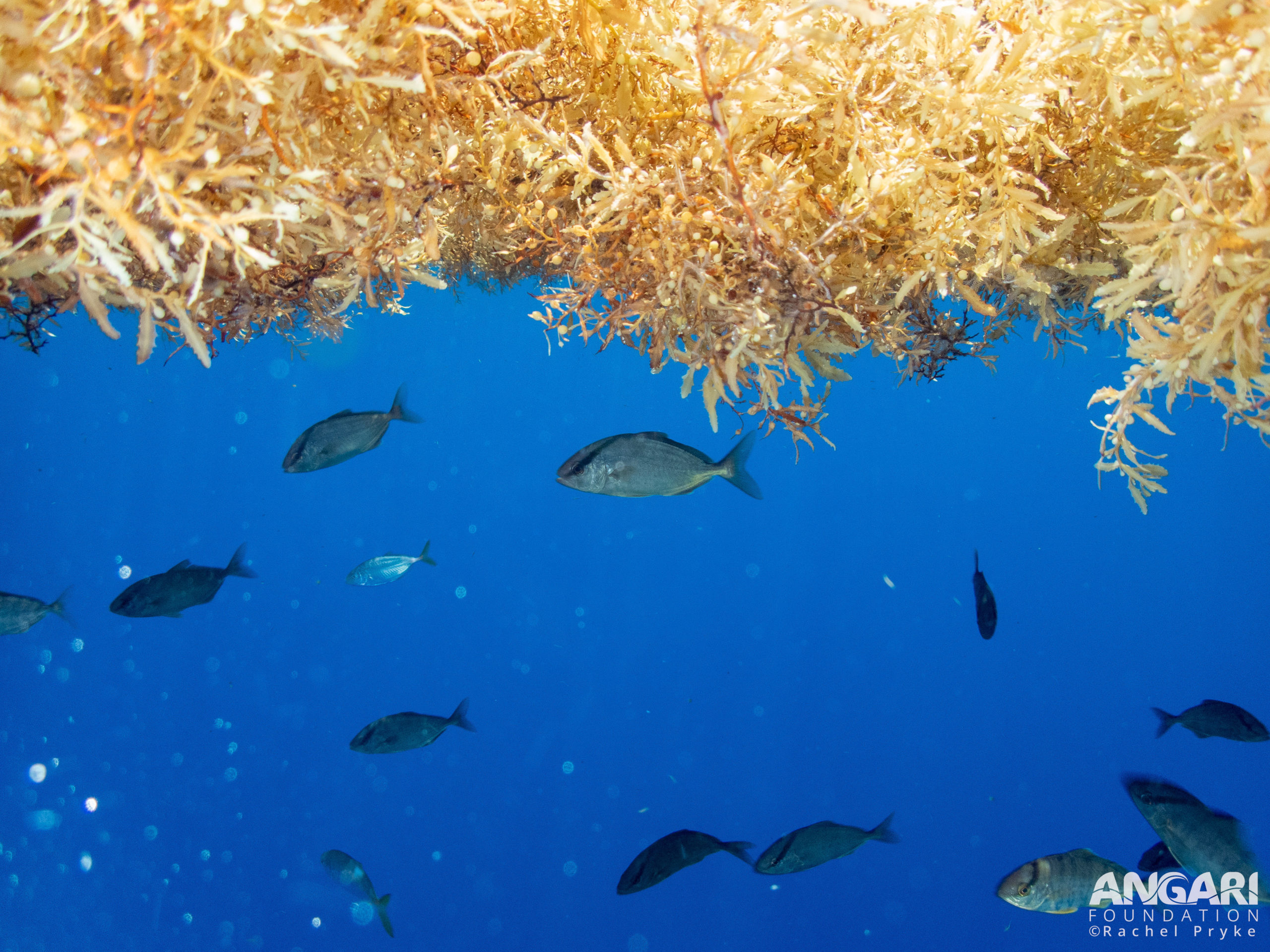 #ANGARIDeepDive - Fish finding protection under the Sargassum.