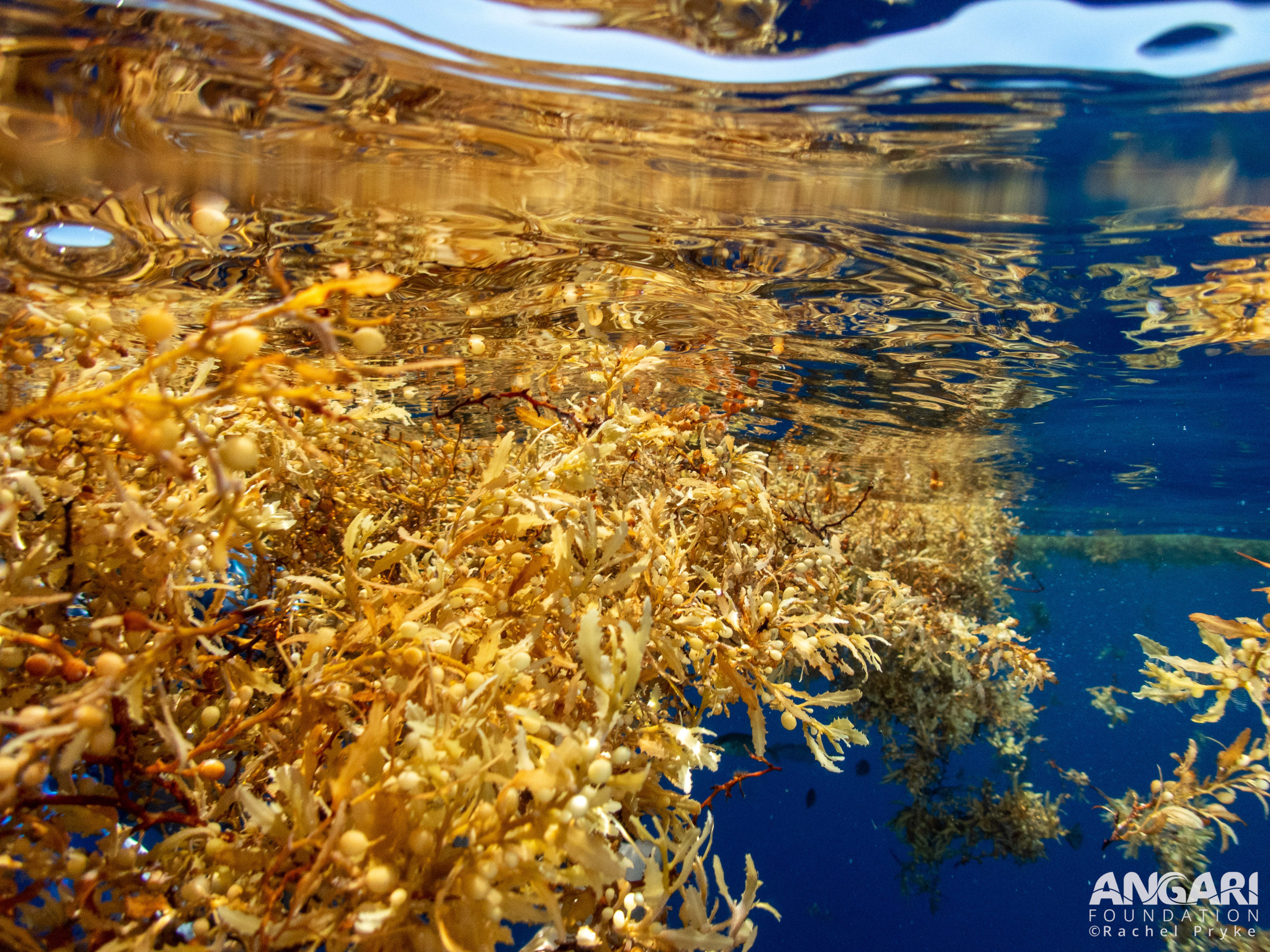 #ANGARIDeepDive - Floating Sargassum Mat.