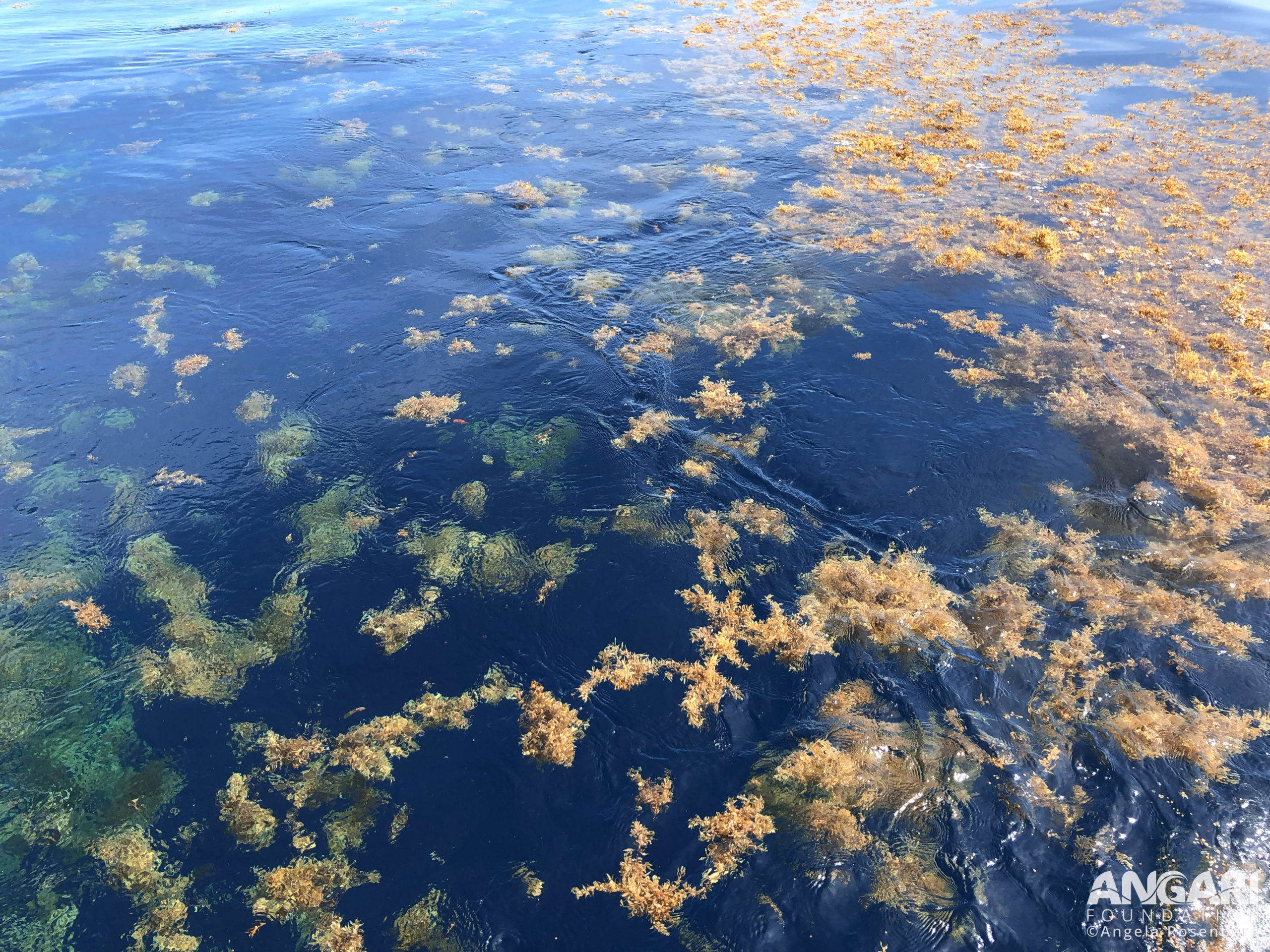#ANGARIDeepDive - Sargassum floating in the ocean.