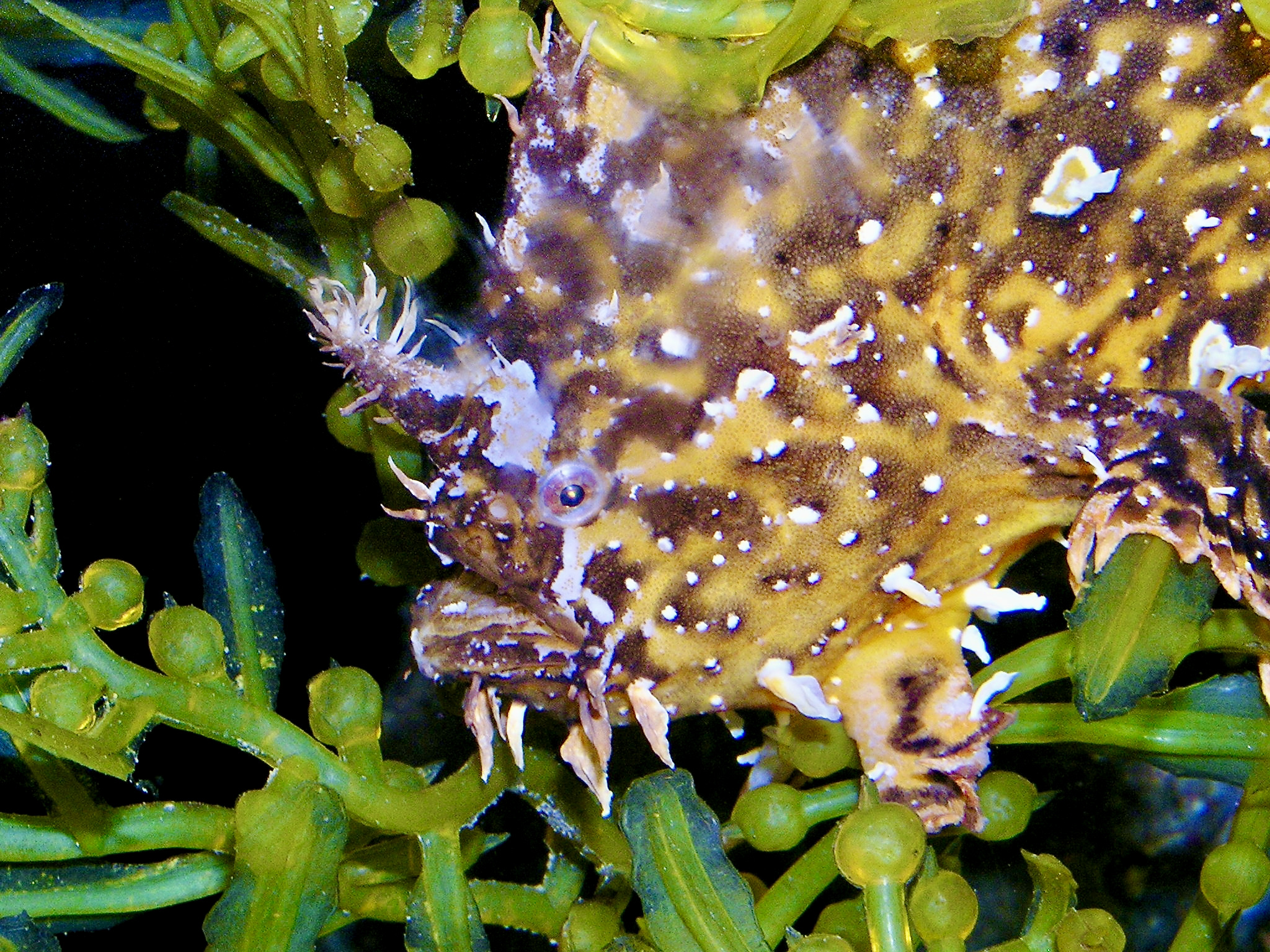 #ANGARIDeepDive - Sargassum fish. PC: Nasser Halaweh.