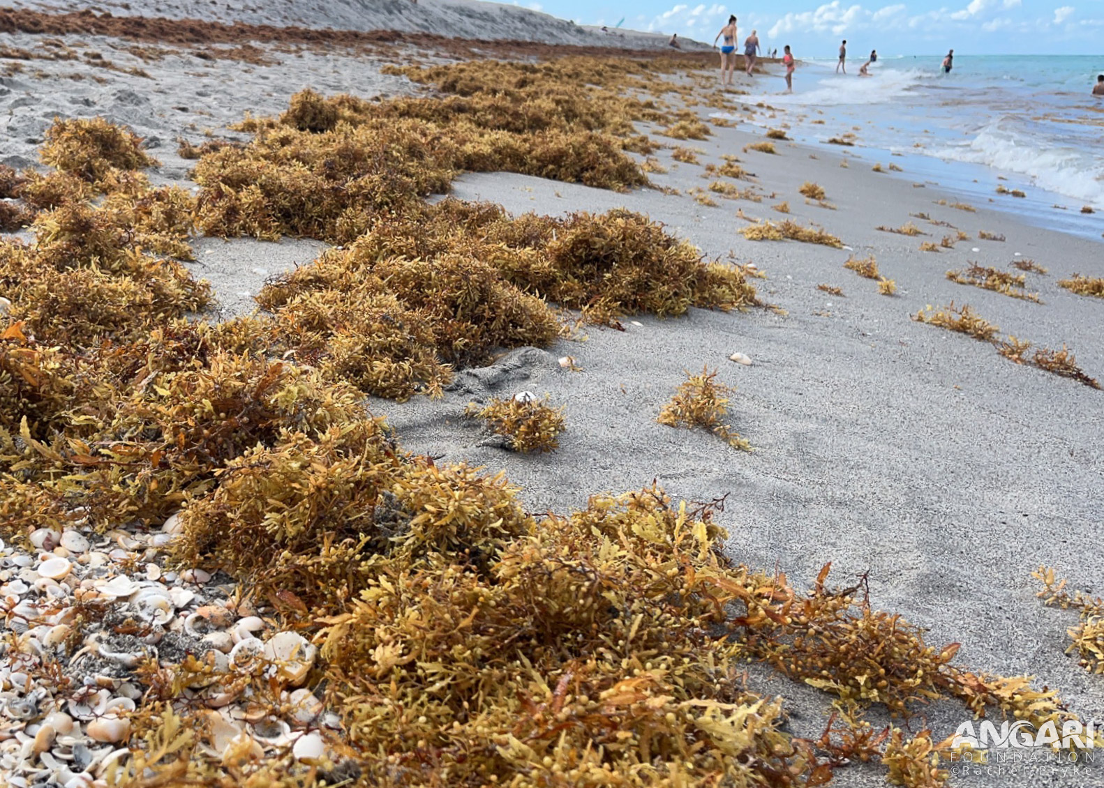 #ANGARIDeepDive - Washed up Sargassum.