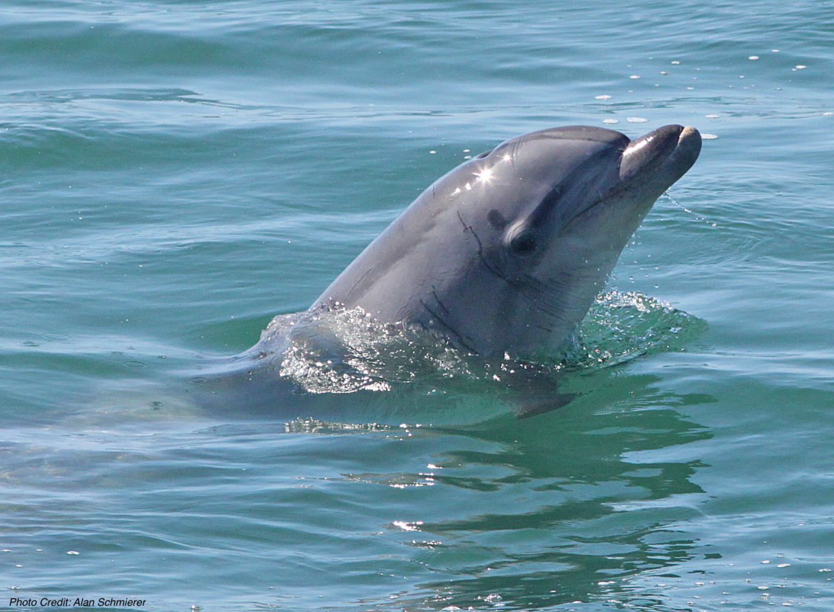 Common bottlenose dolphin with head above water