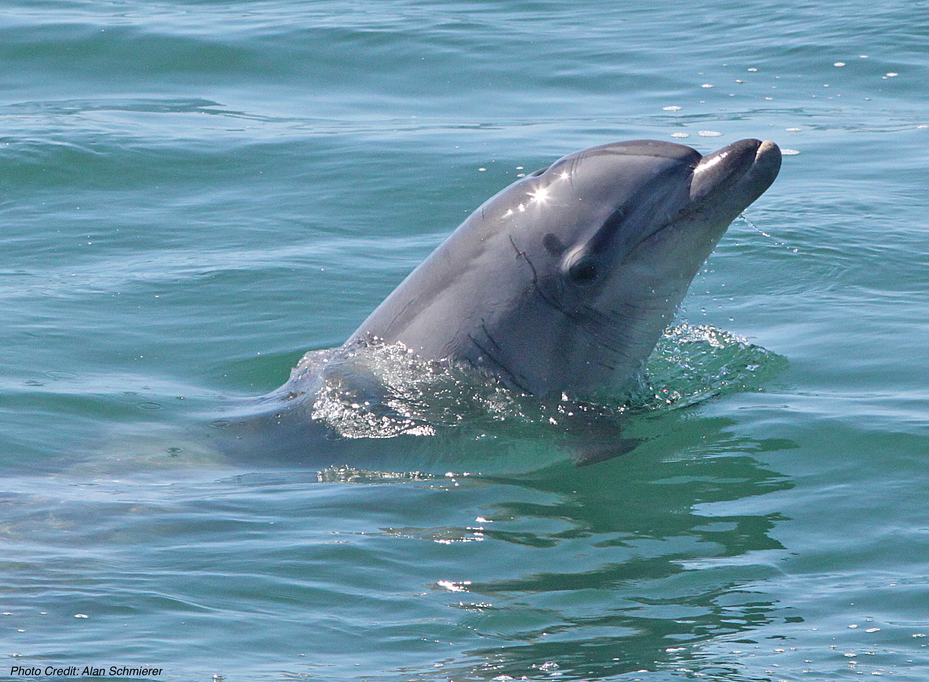 Common Bottlenose Dolphin With Head Above Water