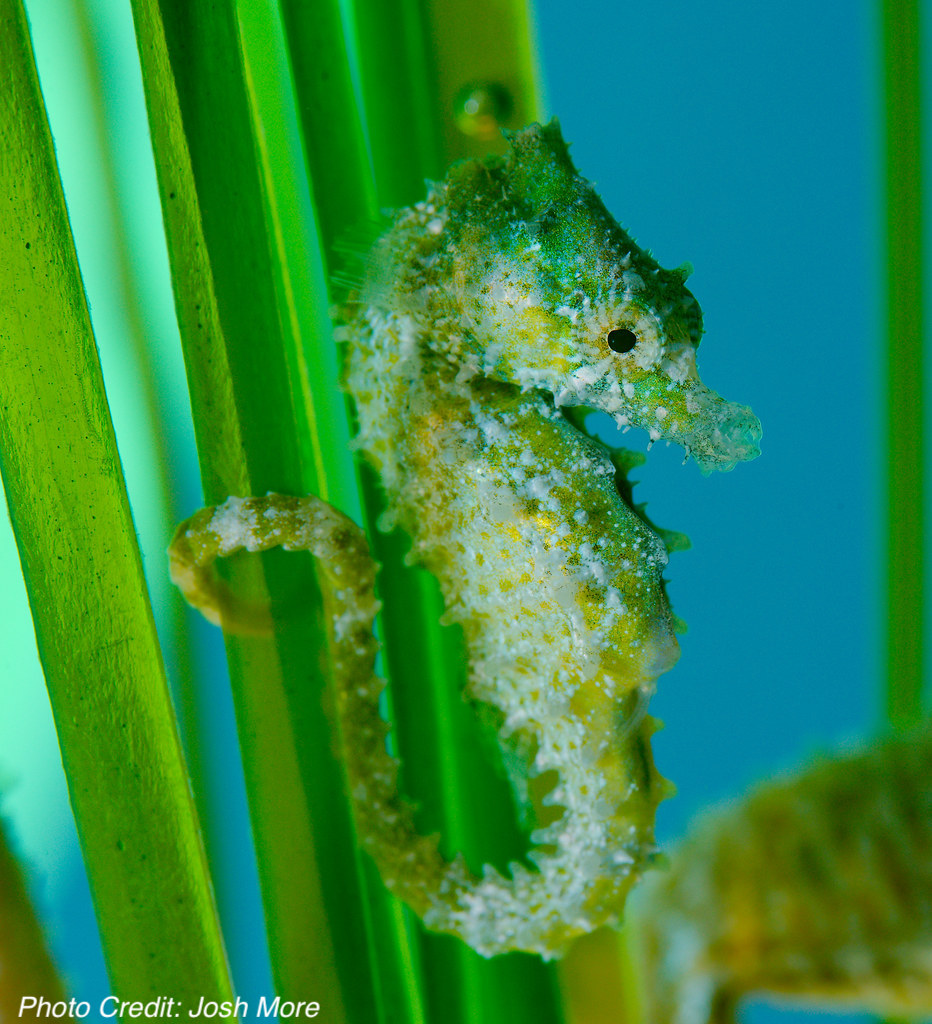 Green Dwarf Seahorse Anchored To Seagrass