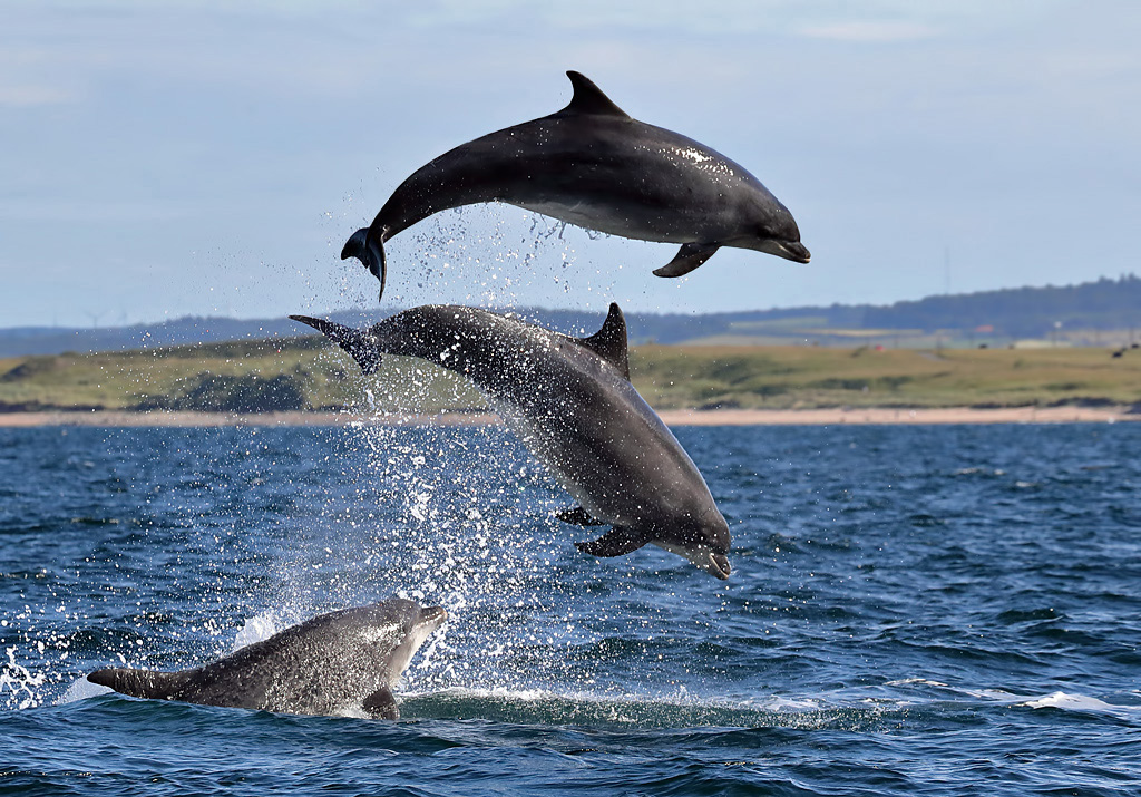 3 common bottlenose dolphins playing