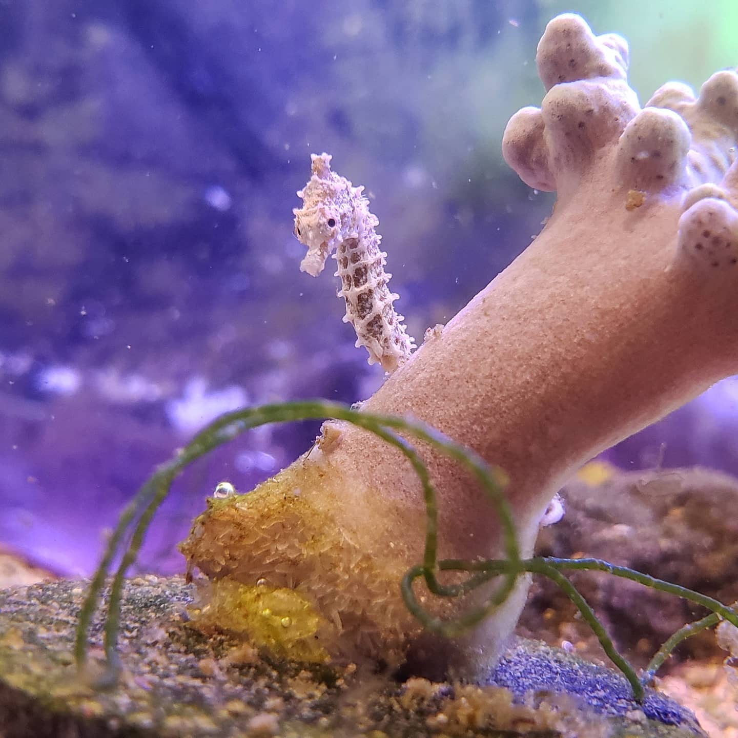 White dwarf seahorse hiding behind coral