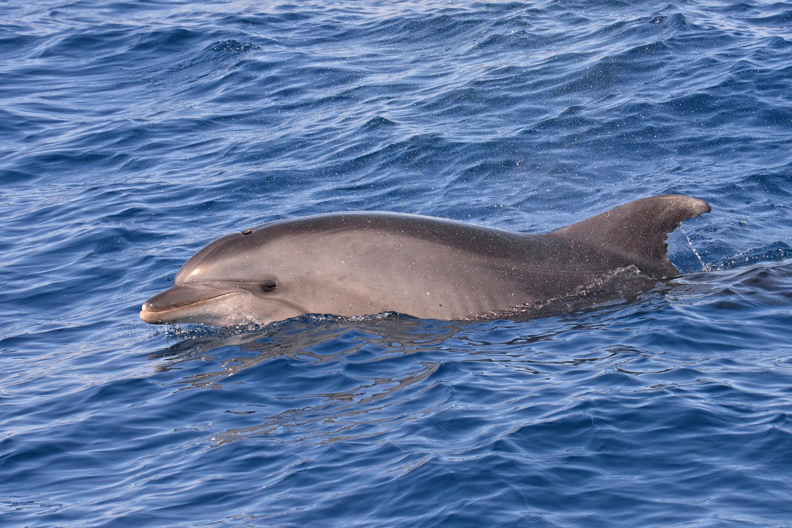 Common bottlenose dolphin swimming in ocean