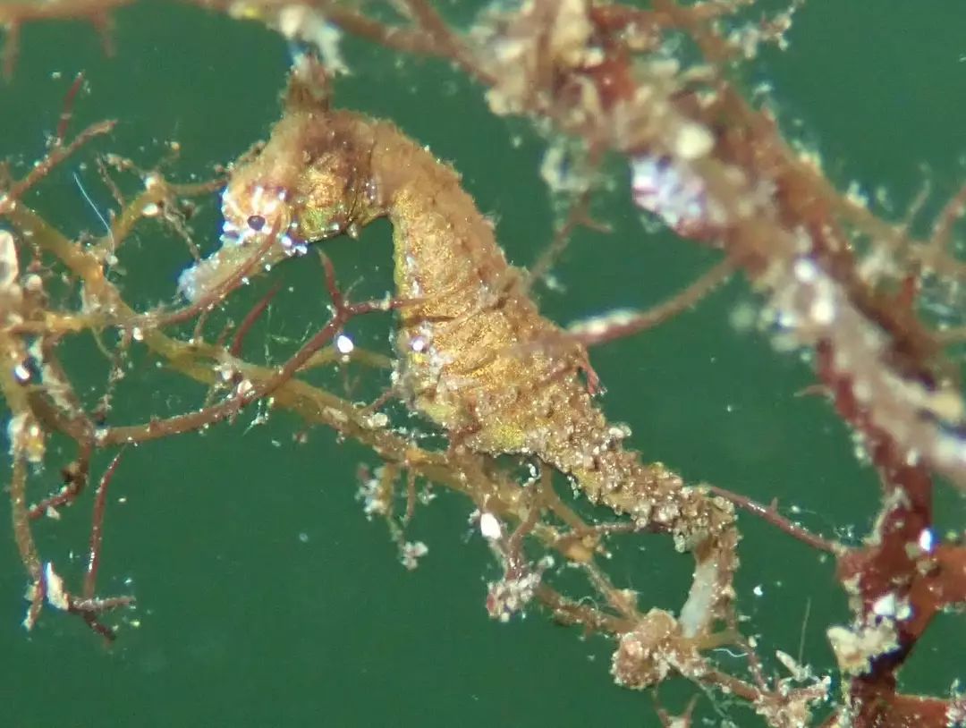 Dwarf seahorse using tail as an anchor