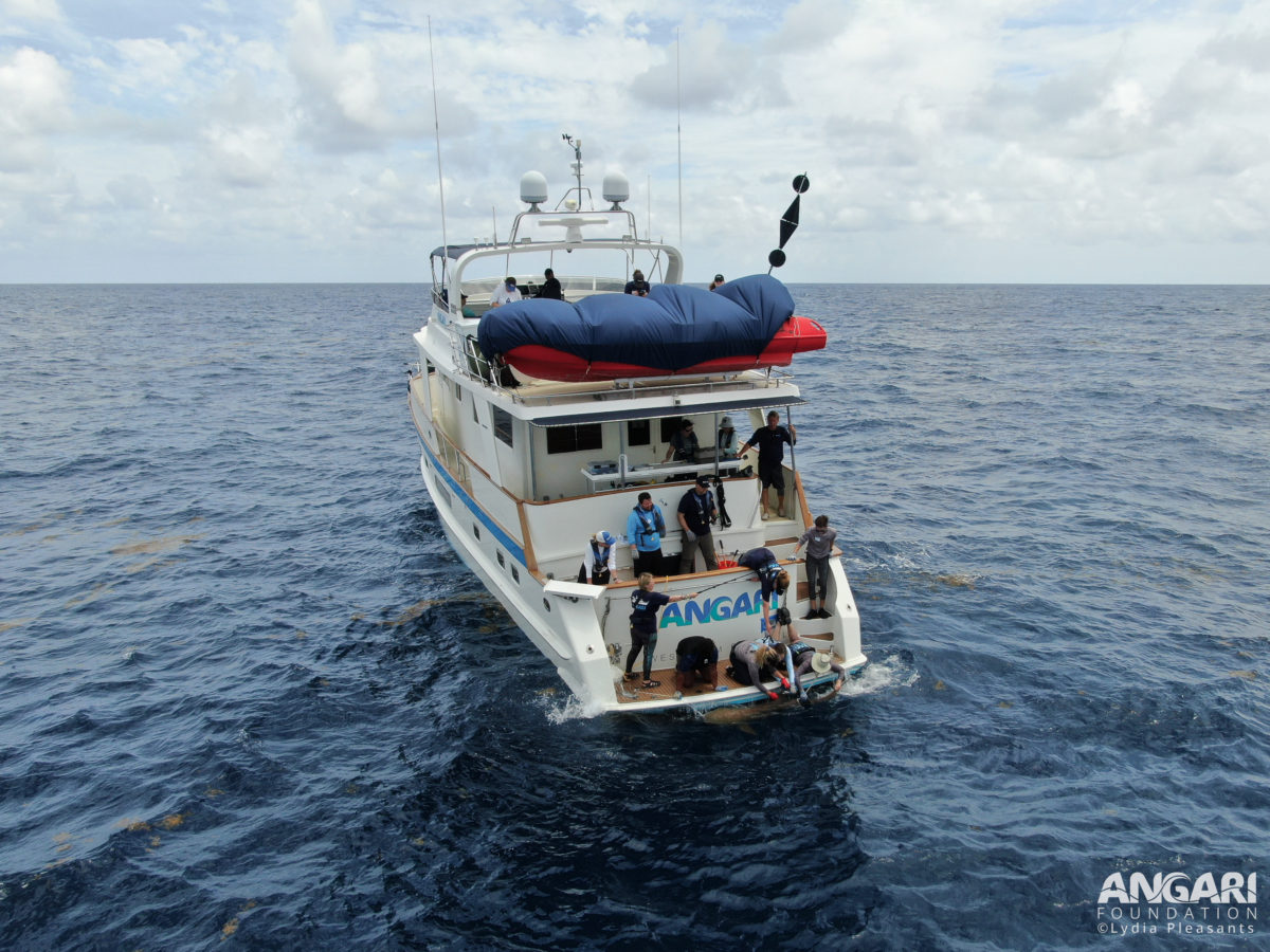 Coastal Ocean Explorers: Sharks