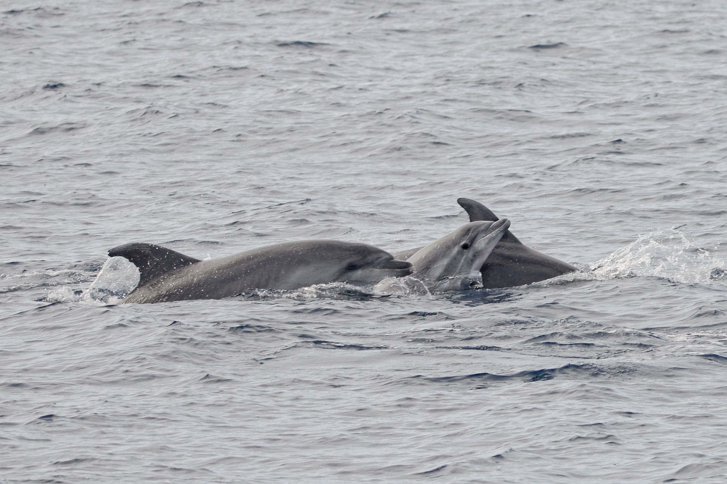 Common bottlenose dolphin mother with calf