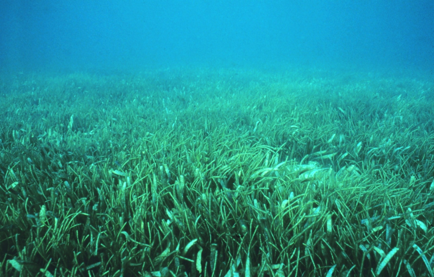 Dwarf seahorse habitat in the seagrass bed