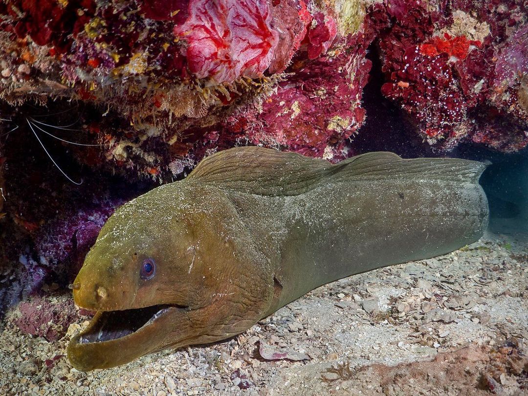Green moray eel resting on sea floor