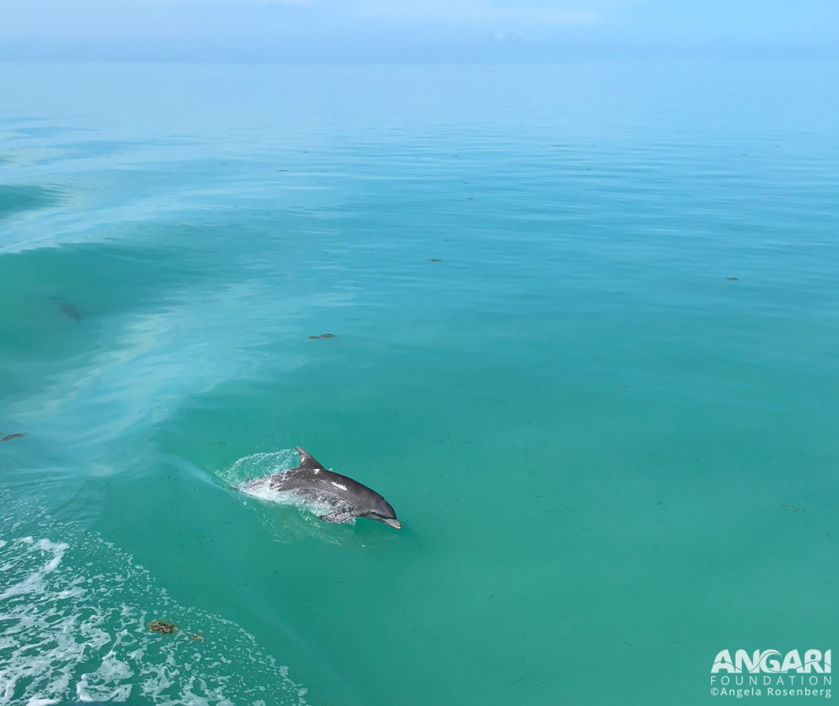 Common bottlenose dolphin riding the waves of R/V ANGARI