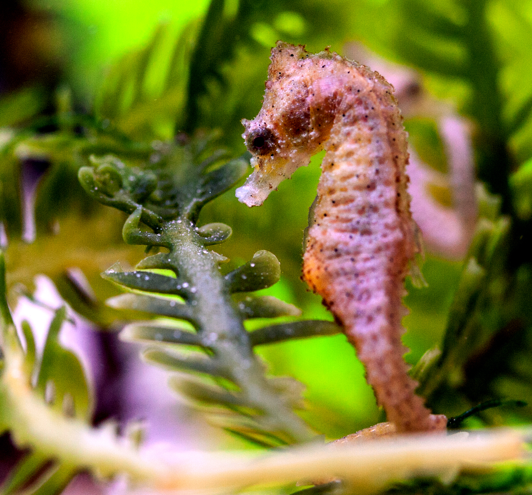 Pink dwarf seahorse