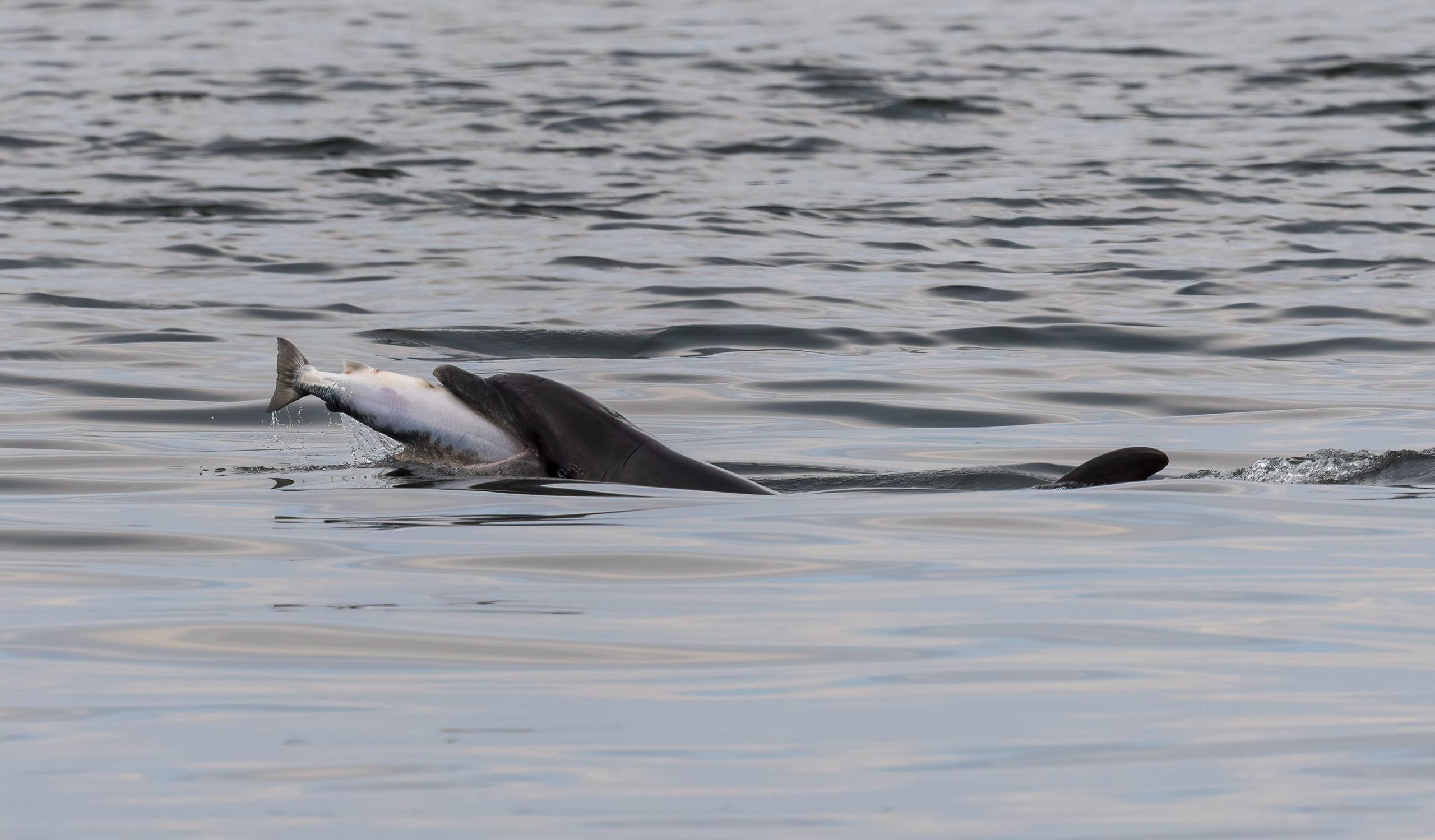 Common bottlenose dolphin eating fish