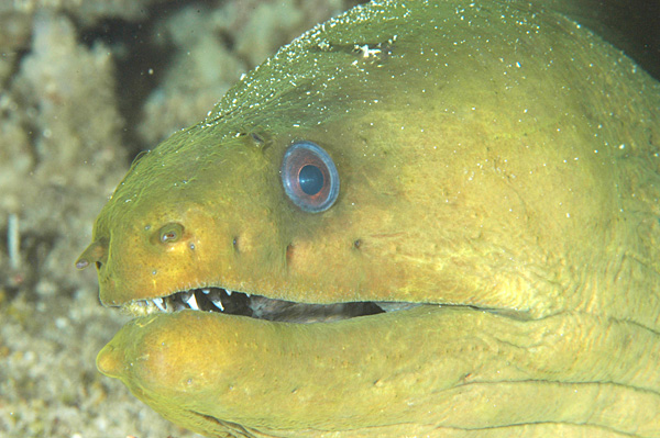 Green moray eel face