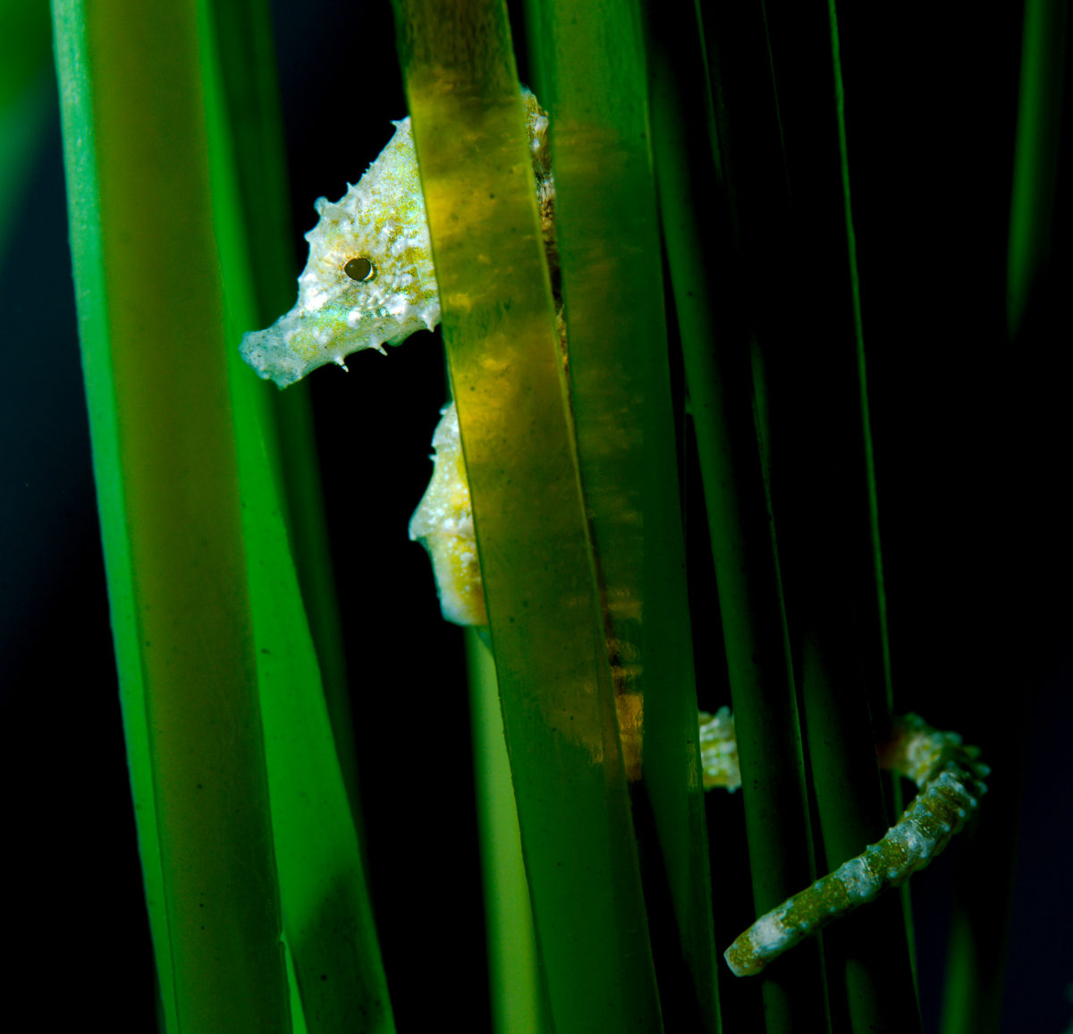 Dwarf seahorse in reeds
