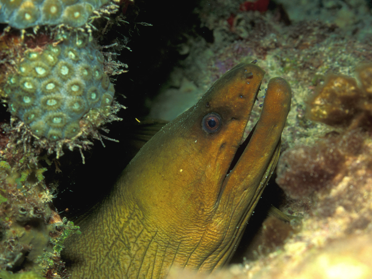 Green moray eel in a cave