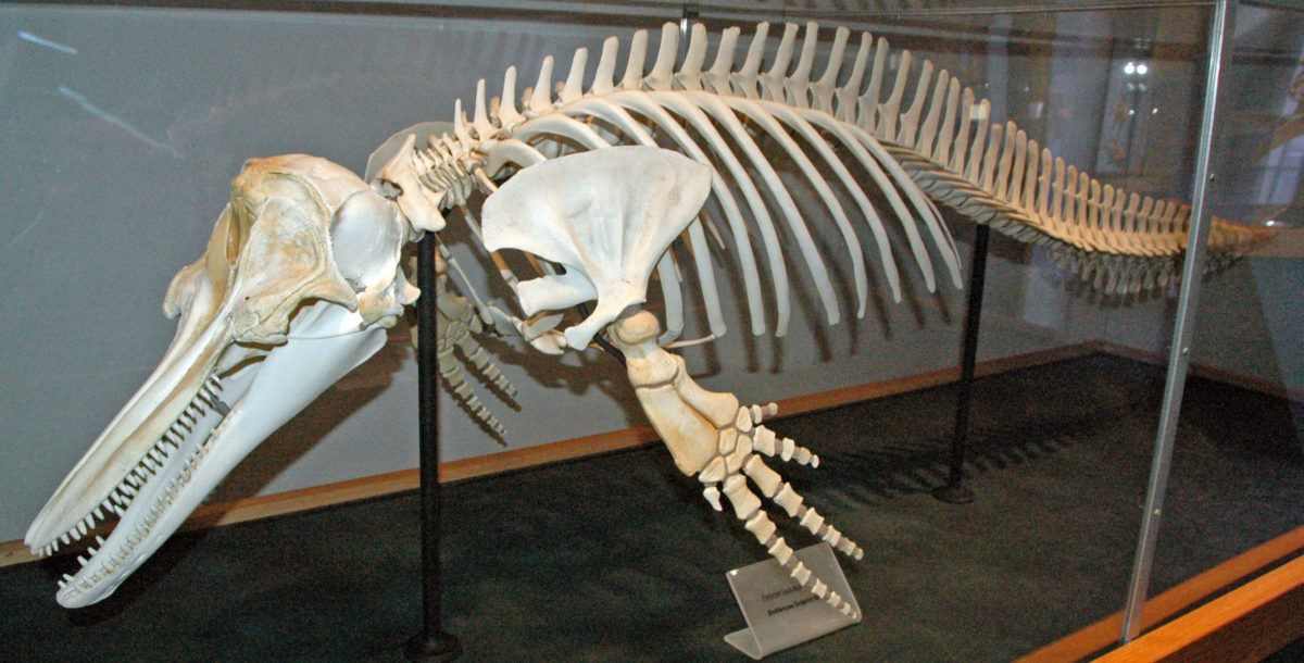 Skeleton of common bottlenose dolphin