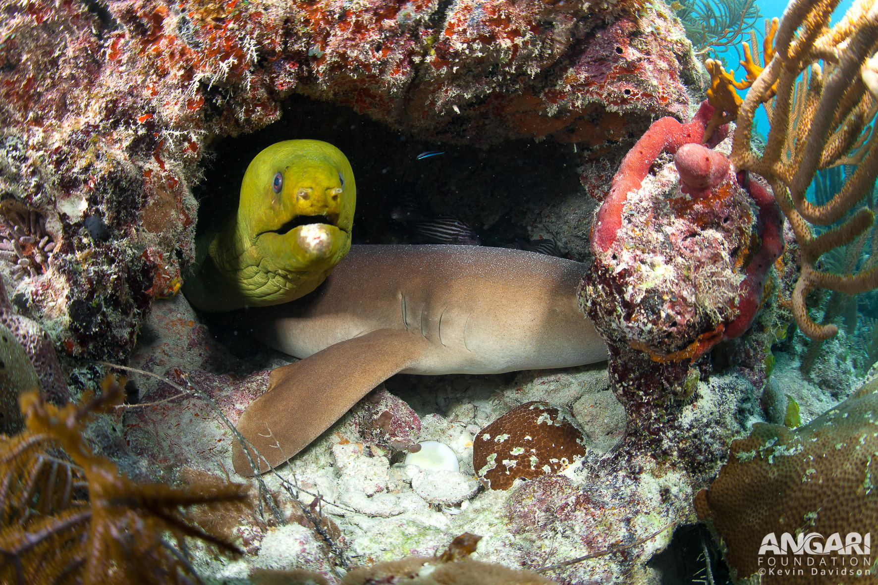 Green moray eel and nurse shark in an underwater cave