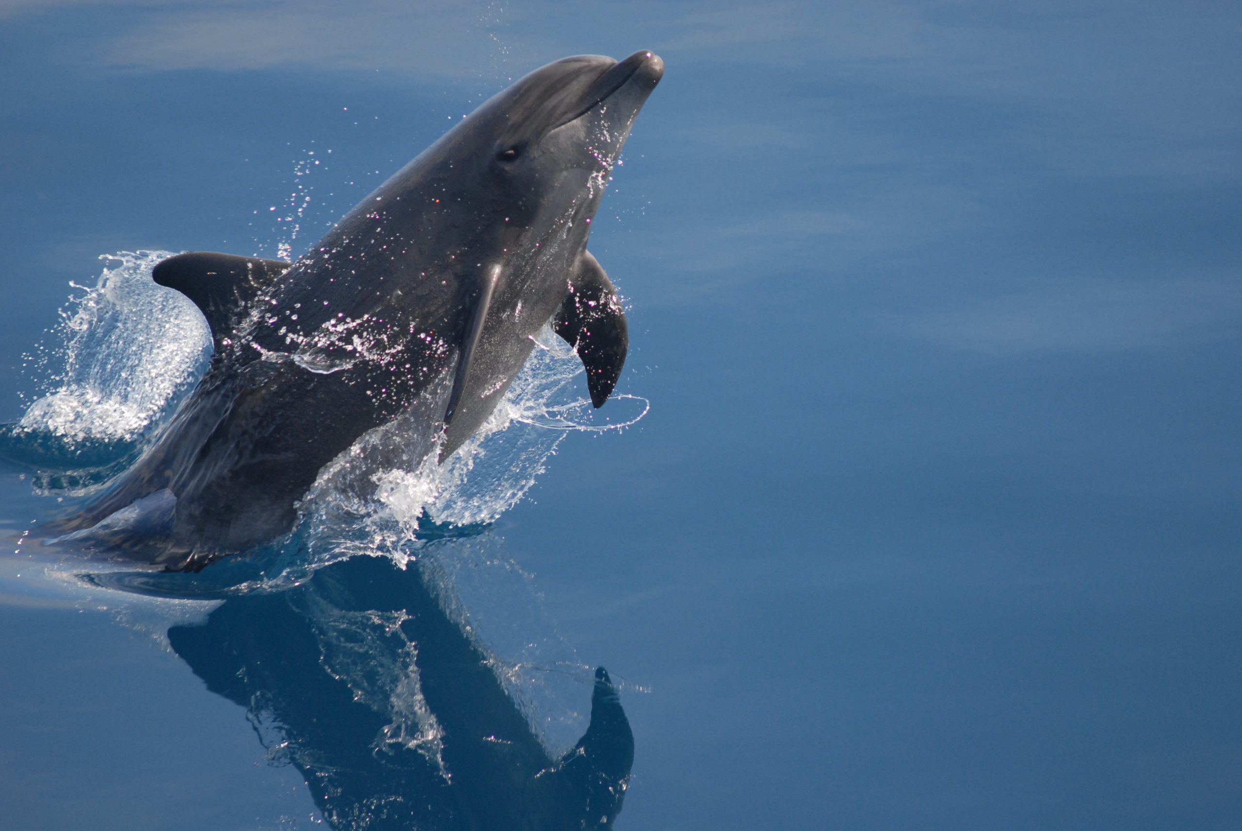 Common bottlenose dolphin jumping out of water