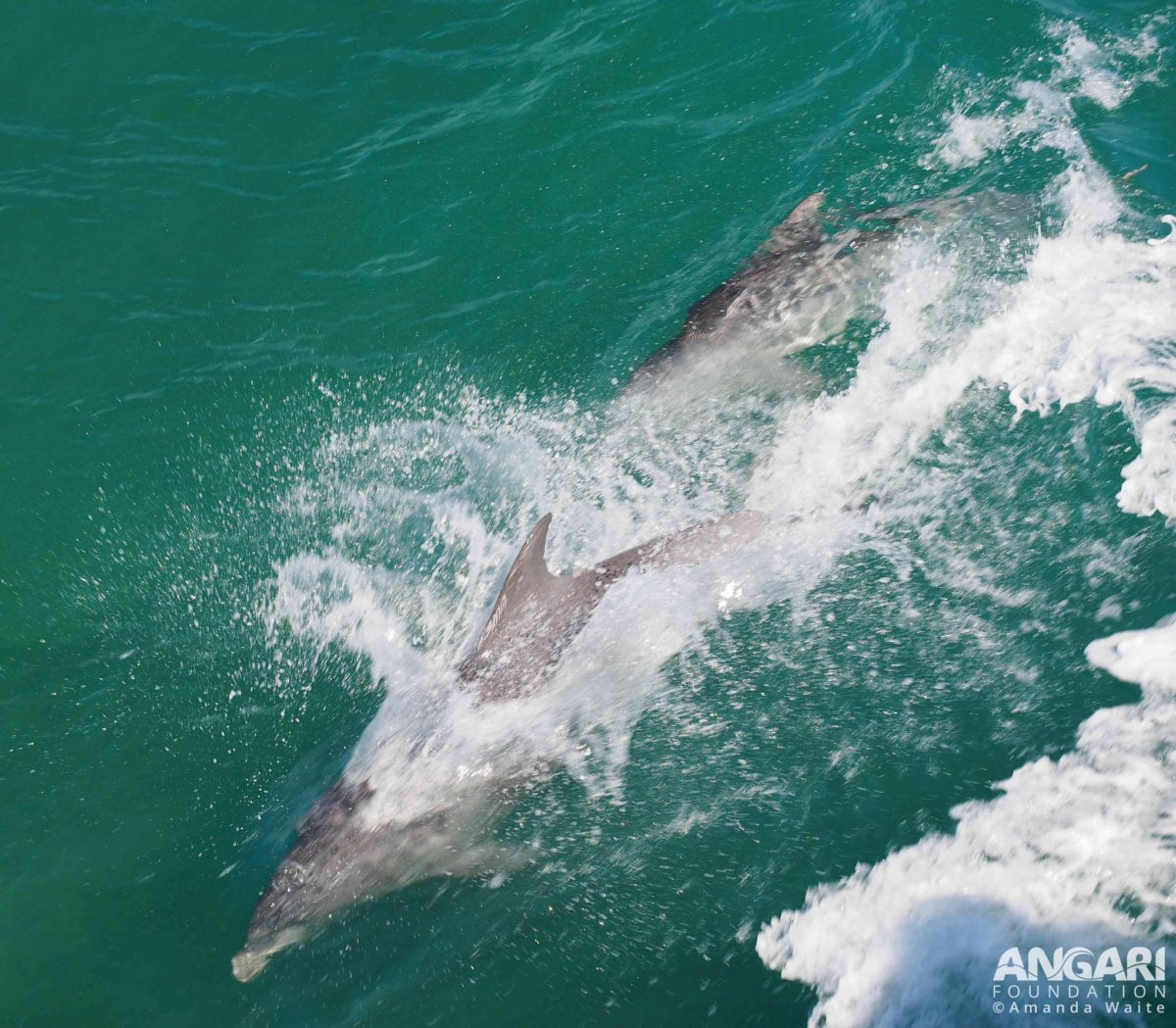 Common bottlenose dolphin riding waves of R/V ANGARI