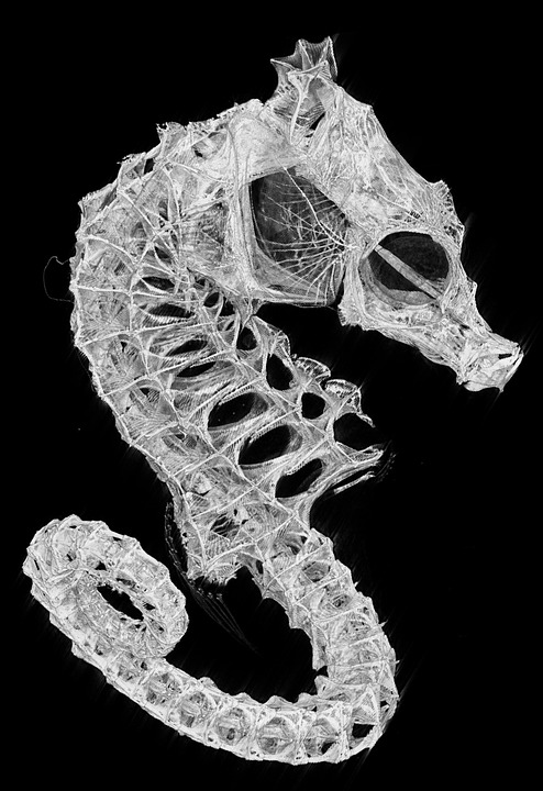 Skeleton of a dwarf seahorse