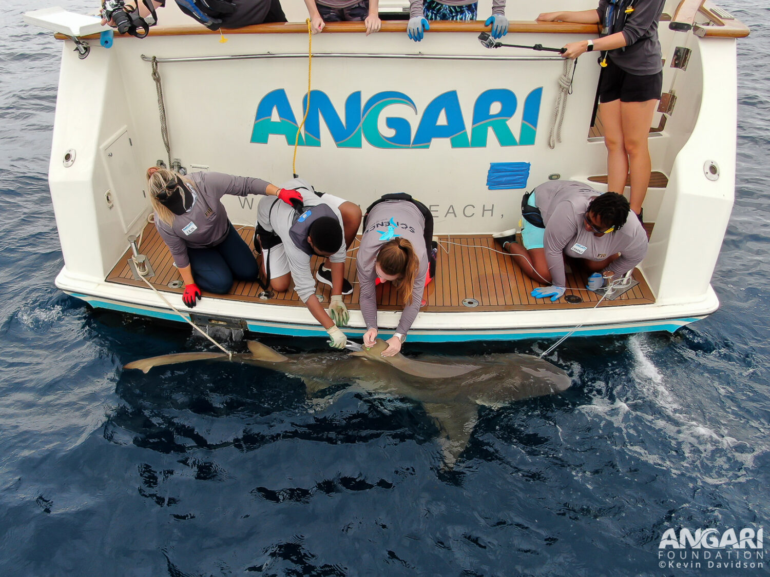 Coastal Ocean Explorers: Sharks