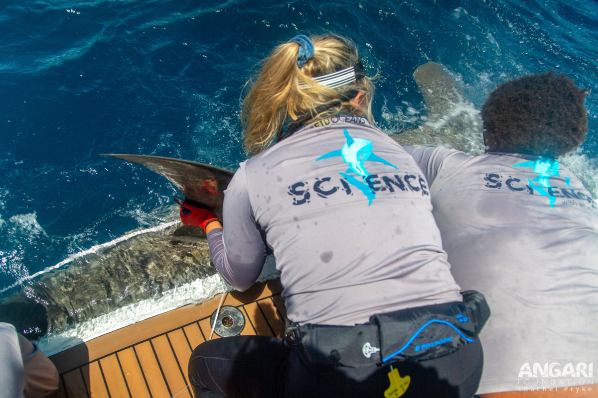 EXP 47: Chief Scientist Erin Spencer steadies the dorsal fin of a great hammerhead shark while it is measured during a quick workup. PC: Rachel Pryke