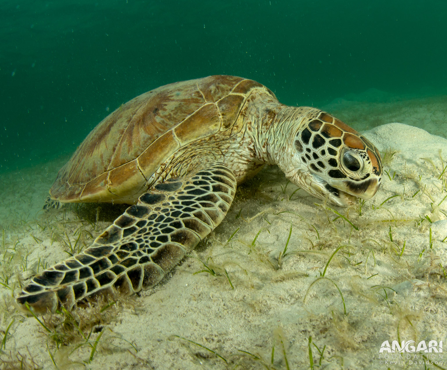 Green sea turtle eating seagrass