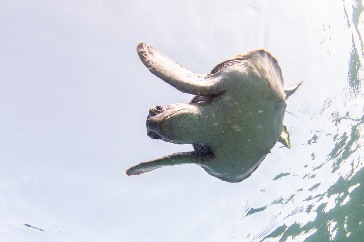 Green sea turtle diving underwater. PC: Jessica Pate