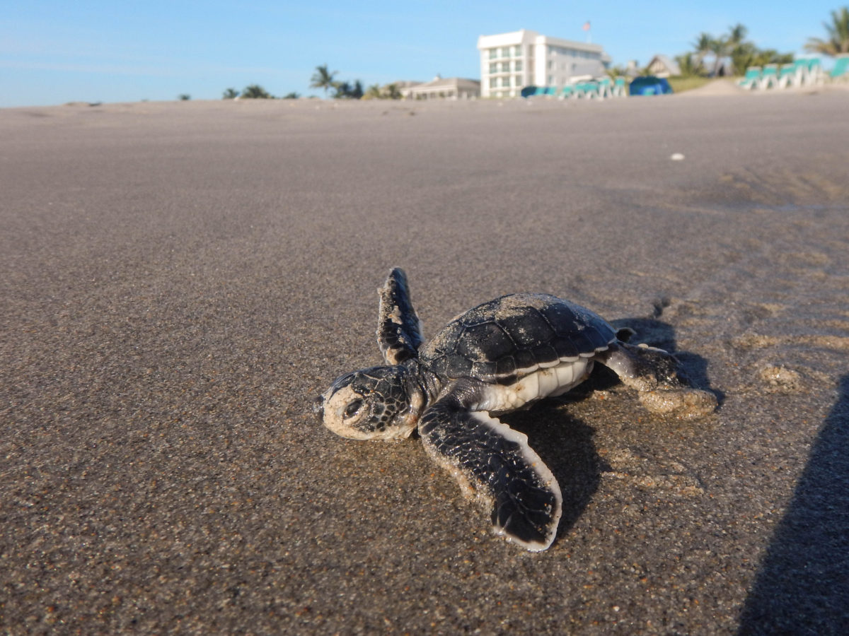 Green sea turtle hatchling heading to the ocean. PC: Jessica Pate