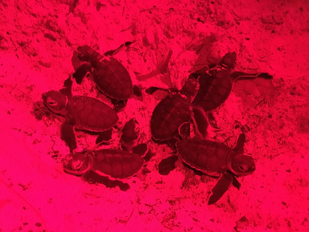 Green sea turtle hatchlings emerging from nest. PC: Laura Jessop