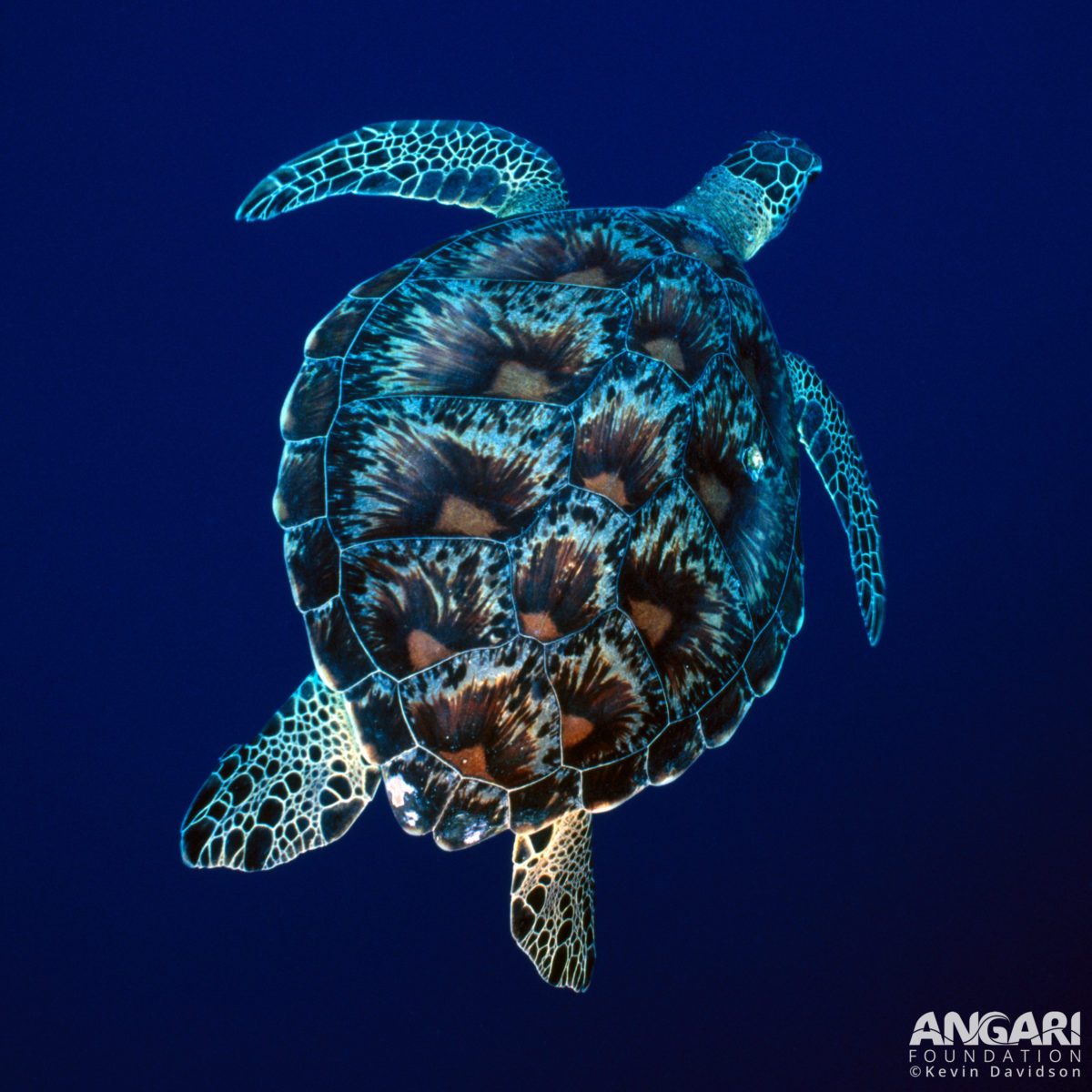 Green sea turtle showing off its patterned carapare