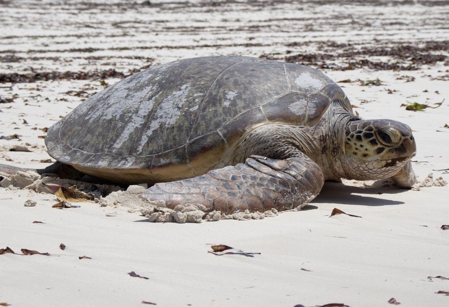 Adult green sea turtle on the beach. PC: Matt Jessop
