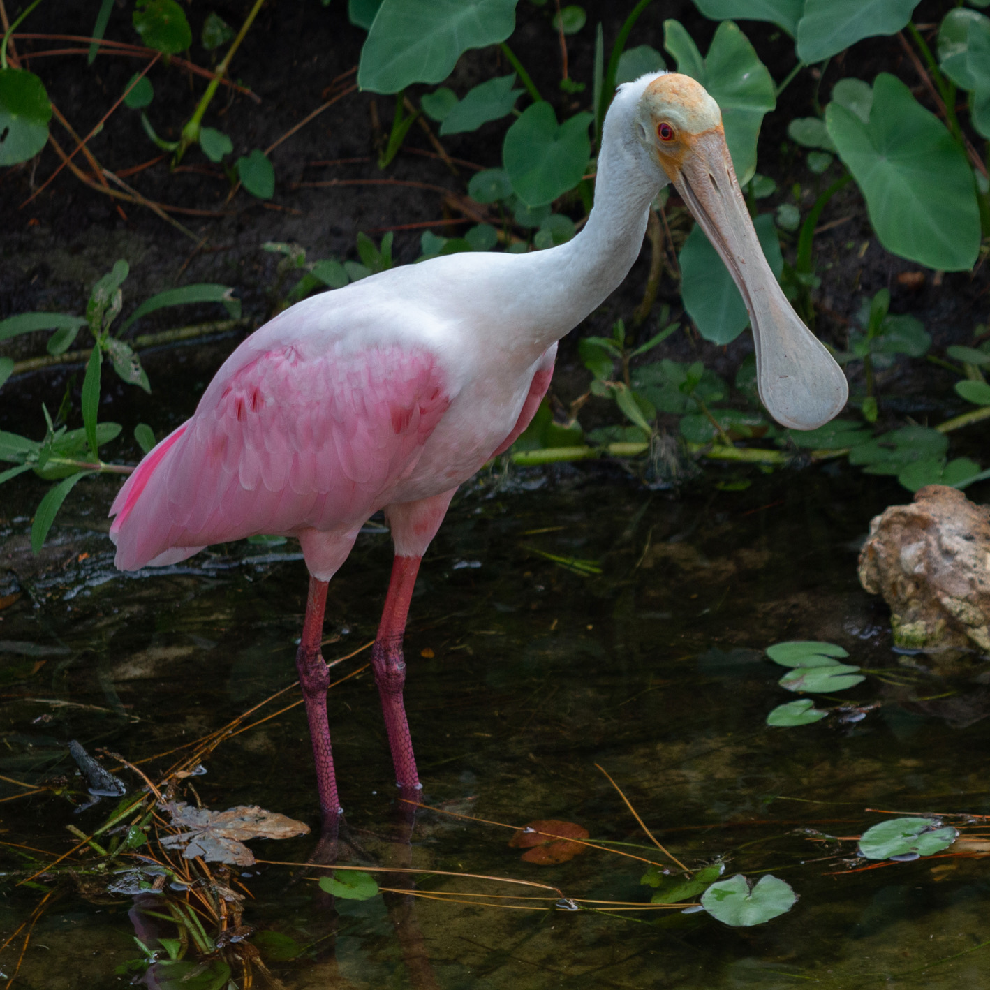 Roseate spoonbill. PC: Tim Conway