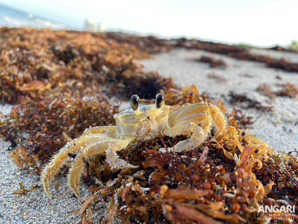Atlantic Ghost Crab Resting On Sargassum