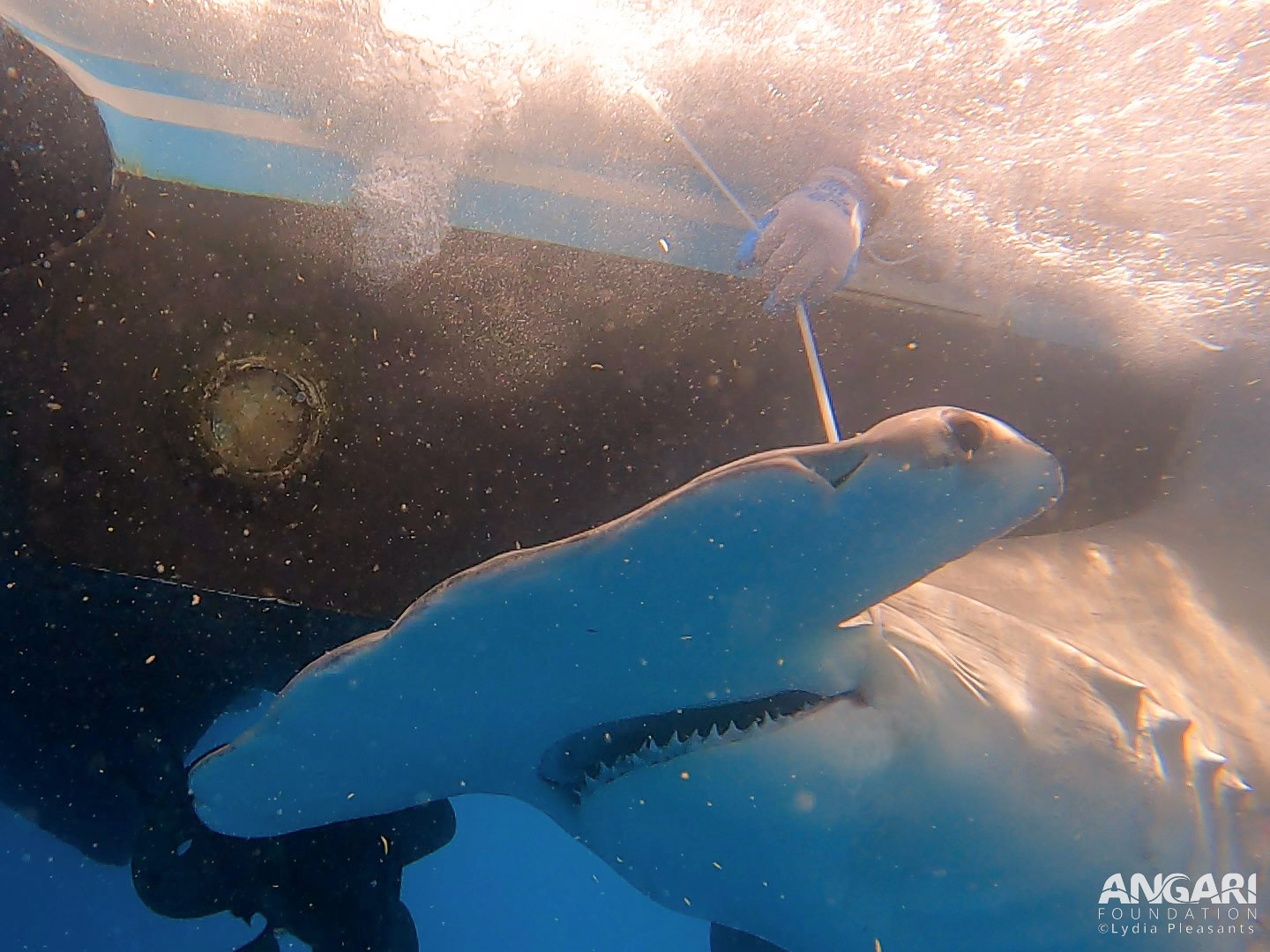 12.5 foot great hammerhead worked up on R/V ANGARI