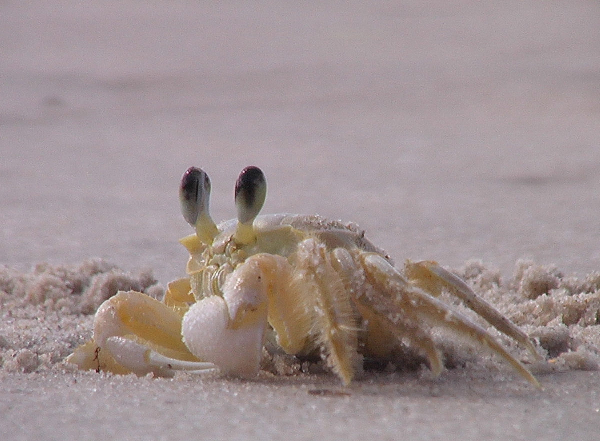 Close up of Atlantic ghost crab
