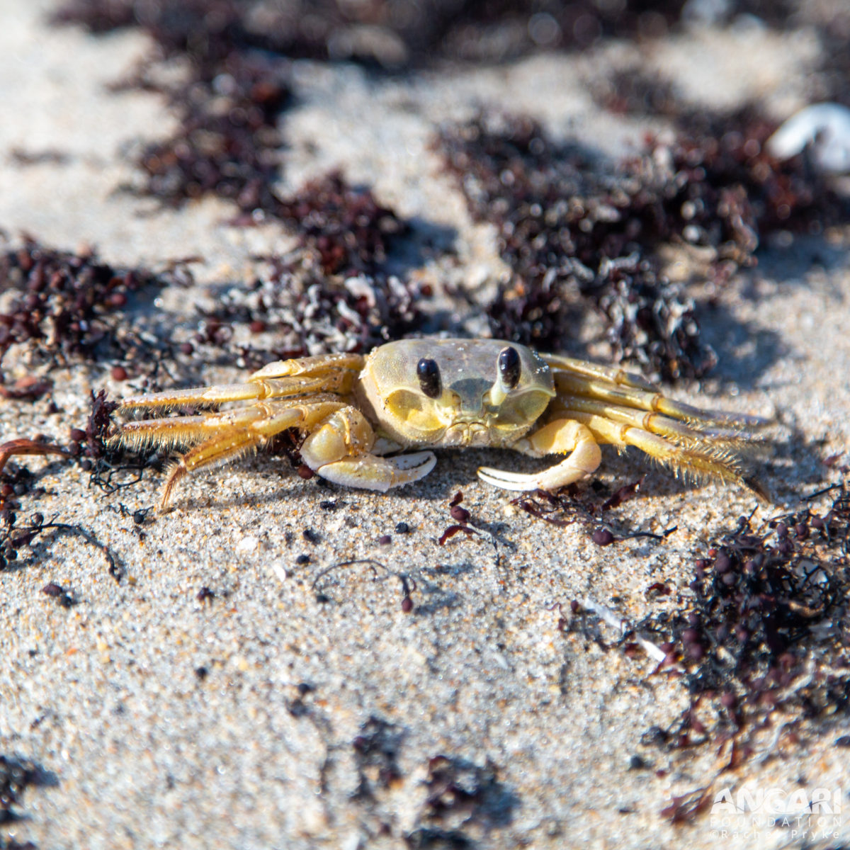 Atlantic ghost crab on sandy beach near Sargassum