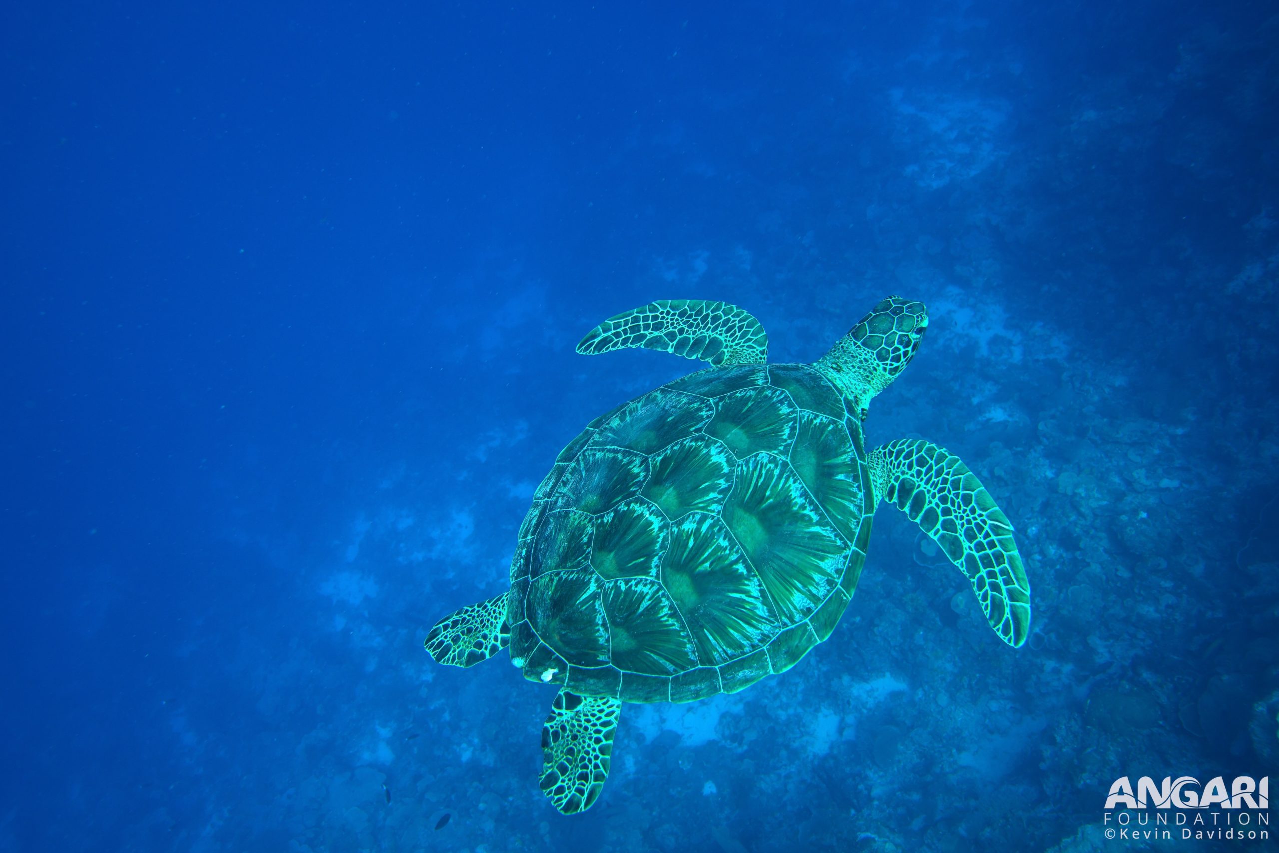 Green Sea Turtle Swimming Showing Carapace