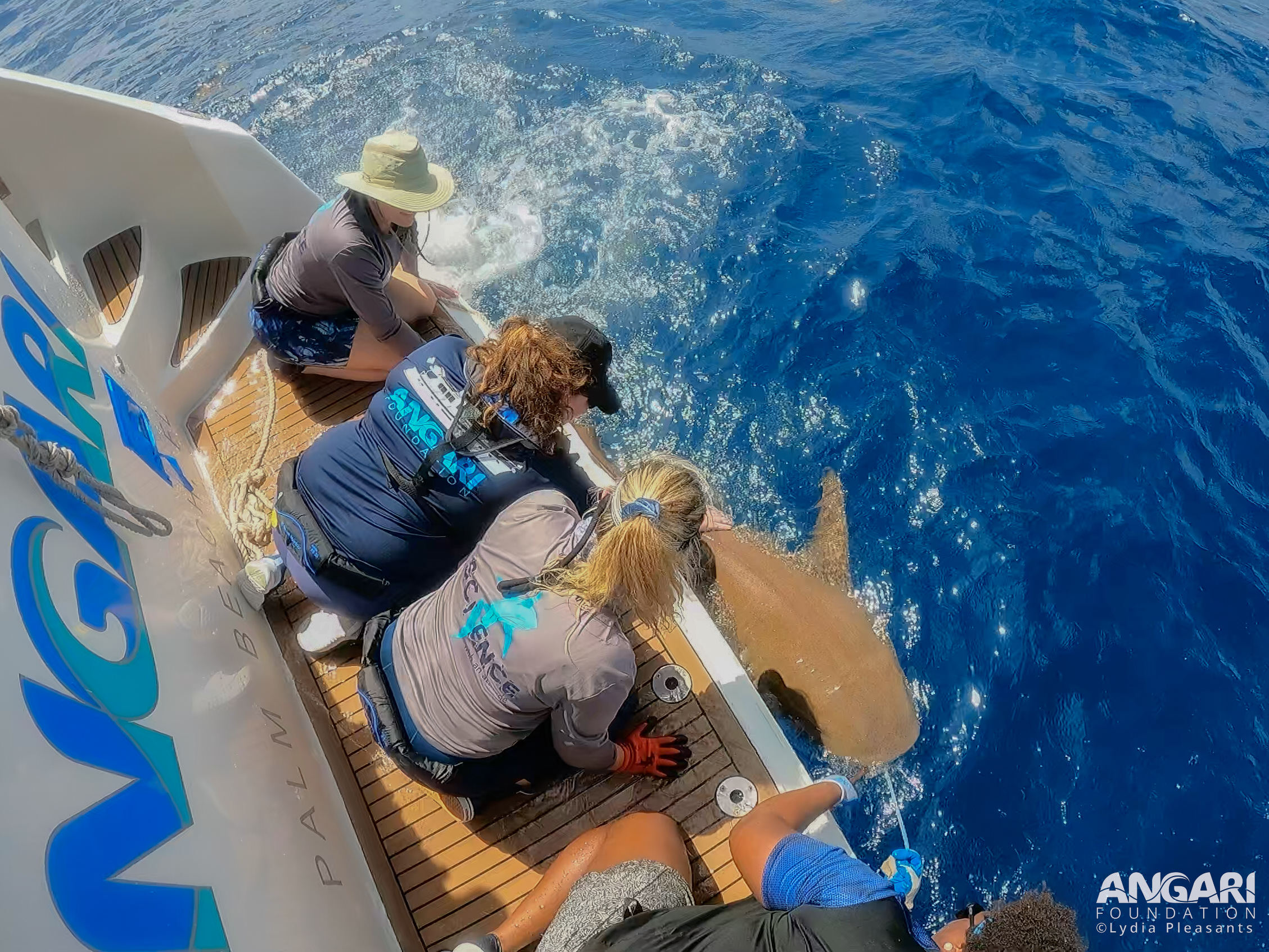 Intern Laura with a nurse shark