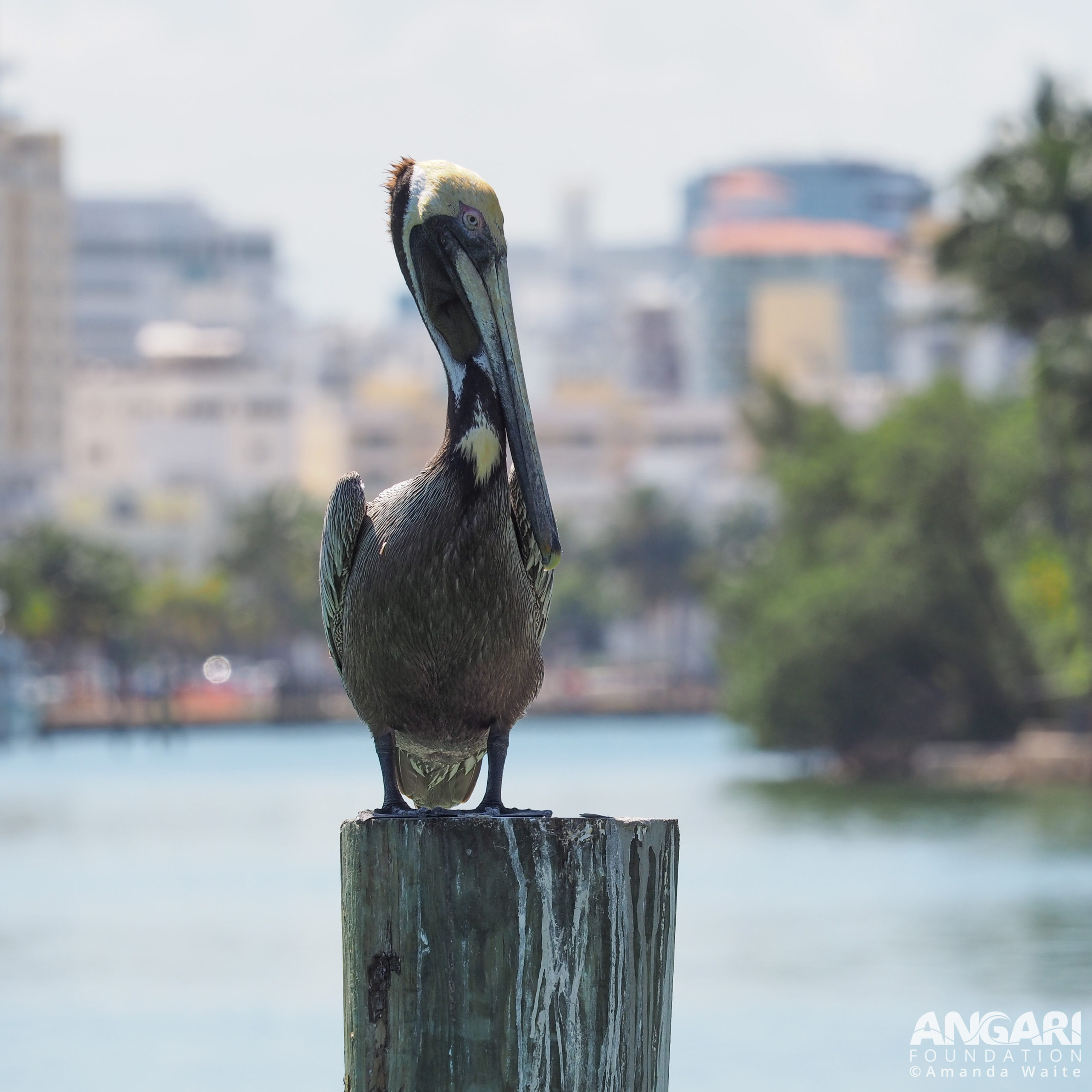 Brown pelican perching on wooden post.