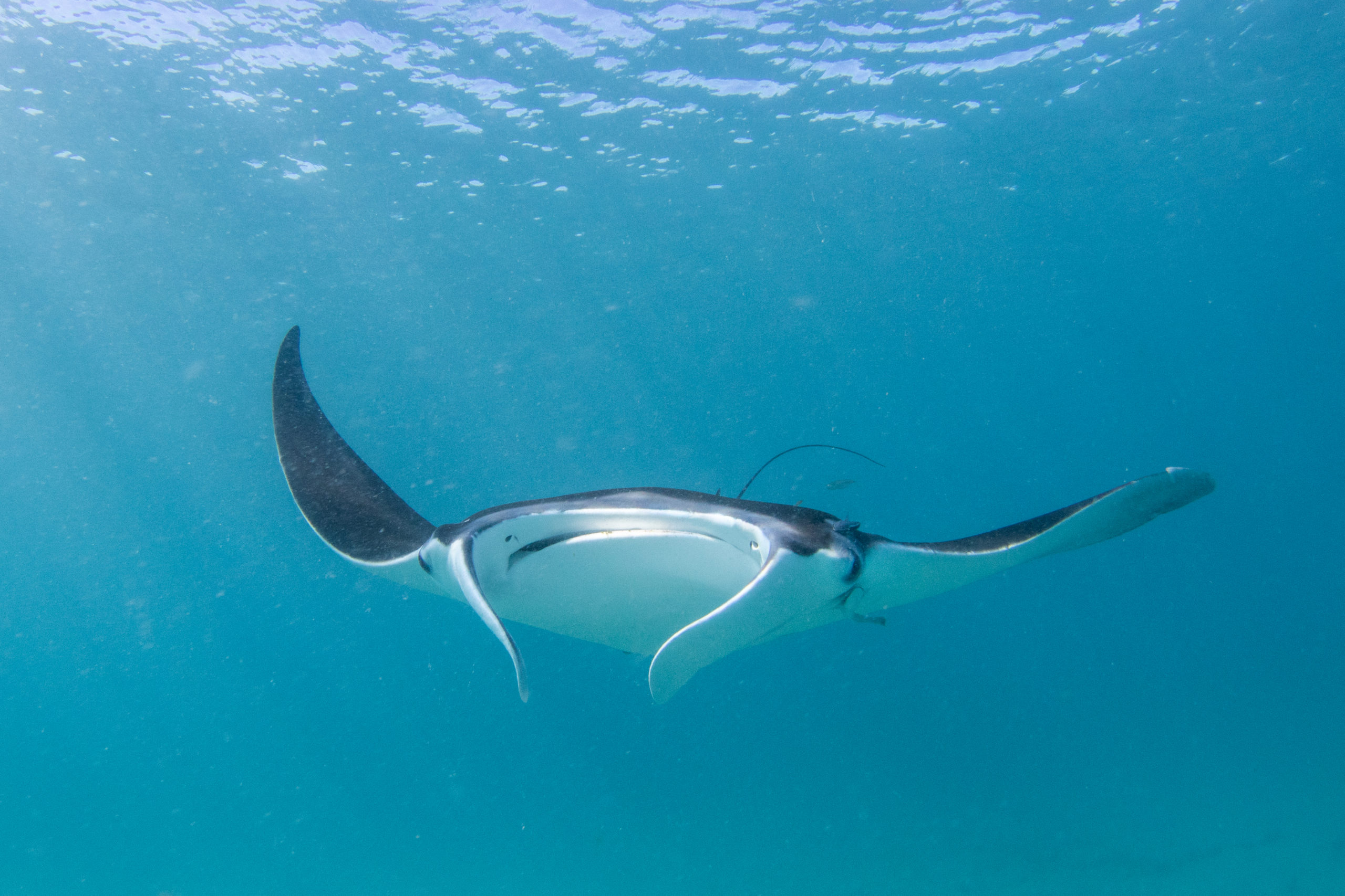 Skye the giant manta ray during Expedition 41 onboard R/V ANGARI. PC: Bryant Turffs.