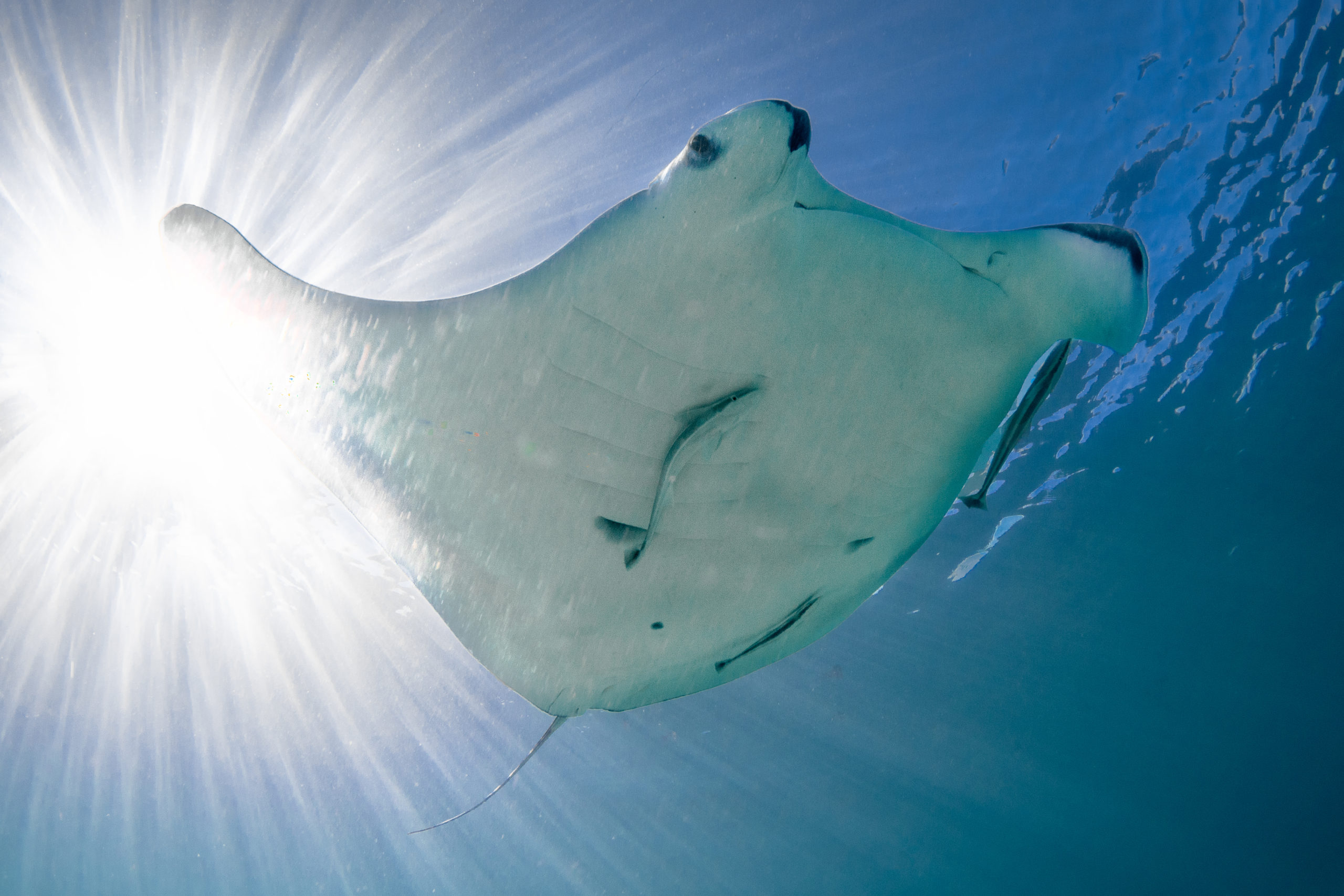 Nemo the giant manta ray during Expedition 41 onboard R/V ANGARI. PC: Bryant Turffs.