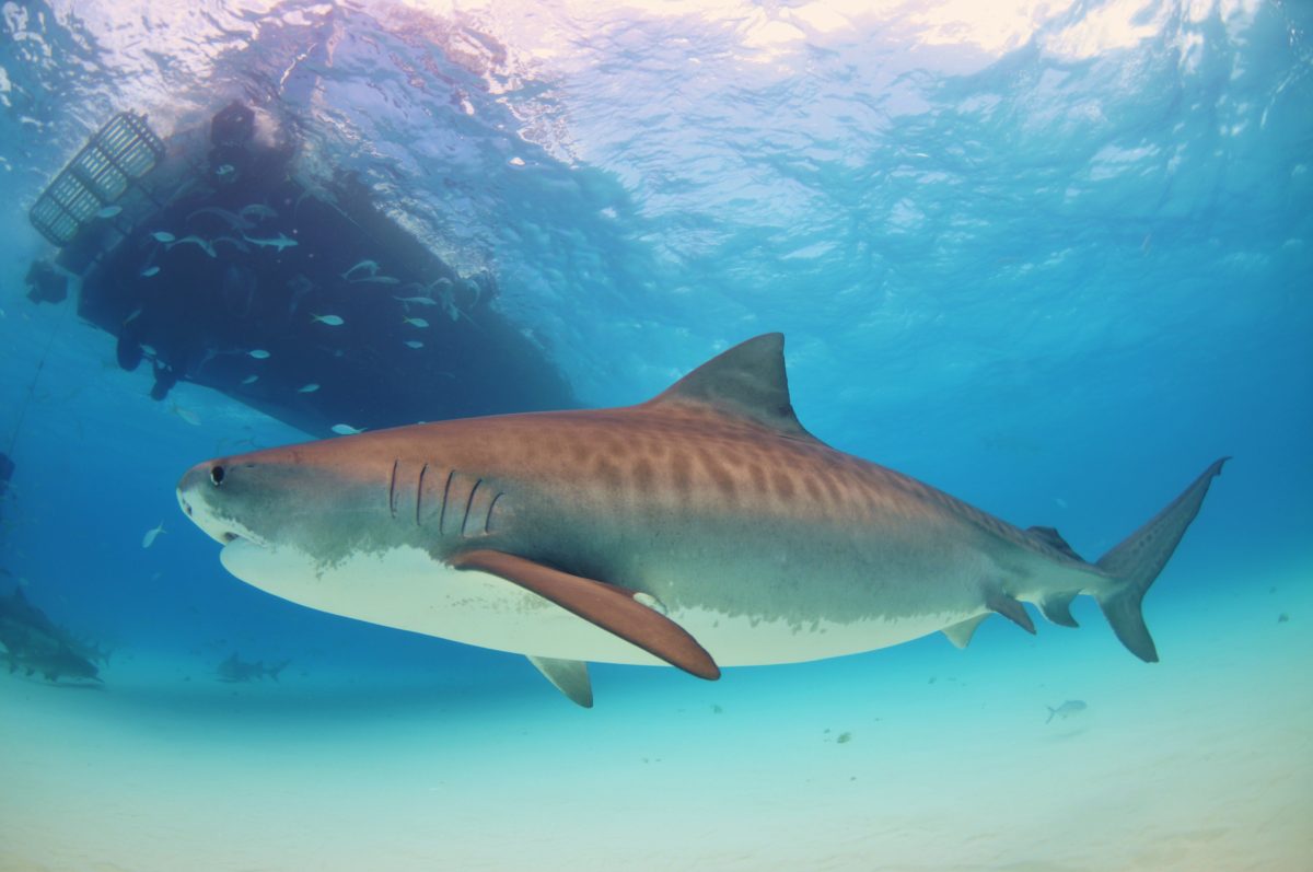 Tiger shark swimming under boat. PC: Albert Kok.