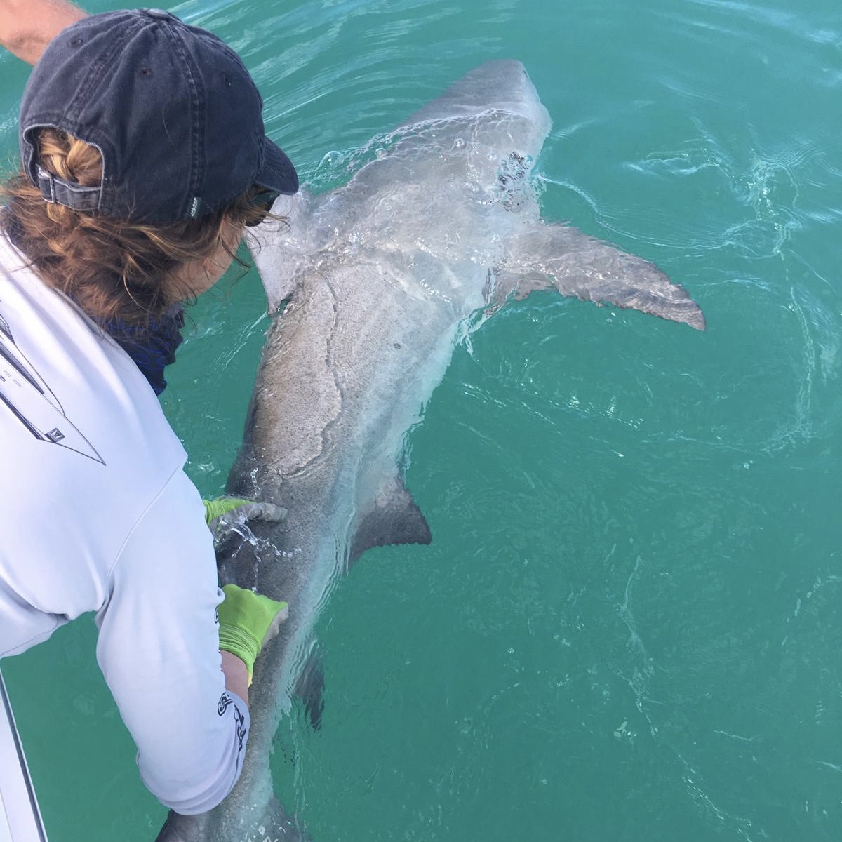 I'm releasing a bull shark after collecting fin and muscle samples in the Florida Keys. This was part of Laura García Barcia’s research to assess heavy metal pollution in coastal sharks. PC: Kirk Gastrich