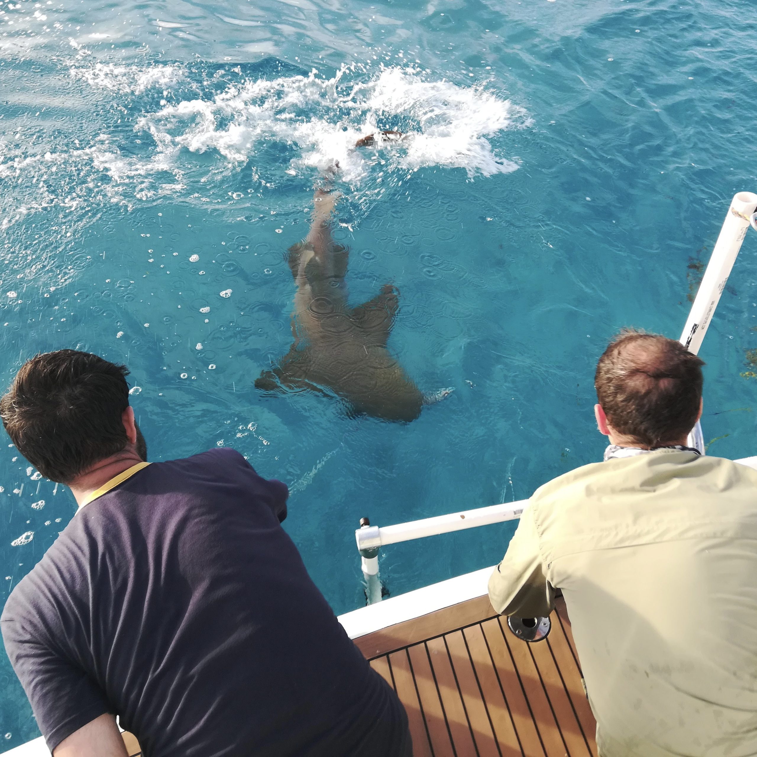 My graduate students often join me in the field, like during this ANGARI expedition when we were photographing a nurse shark for future modeling. PC: Annabelle Brooks
