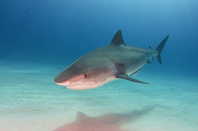 Lone tiger shark swimming close to ocean floor. PC: Marion Kraschl.